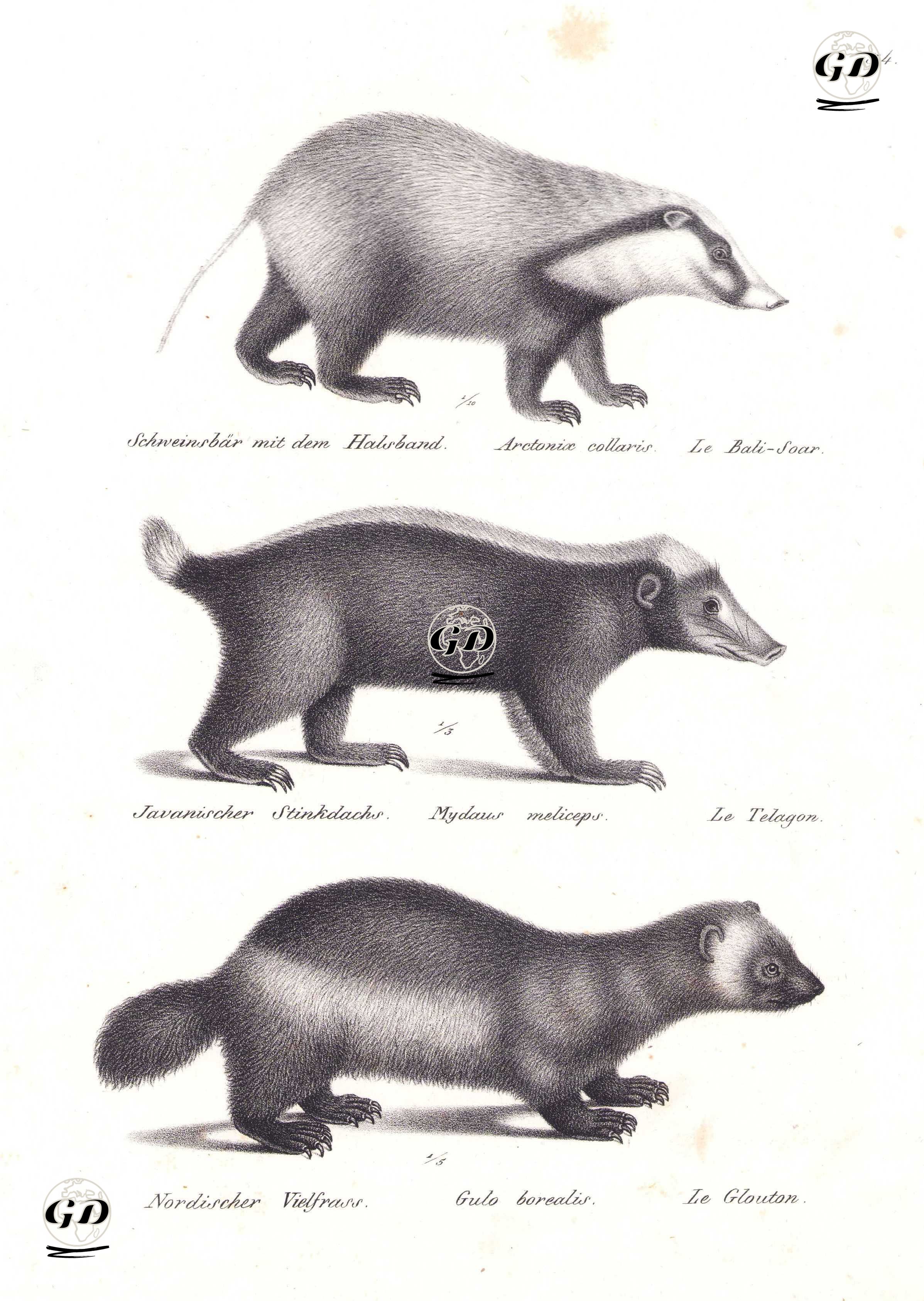 Domuz Burunlu Porsuk (Arctonyx Collaris), Endonezya Kokan Porsuğu (Cava Kokan Porsuğu, Mydaus Javanensis), Kutup Porsuğu (Ayı Porsuğu,Volverin, Gulo Gulo) - Karl Joseph Brodtmann (1787-1862) - 1827