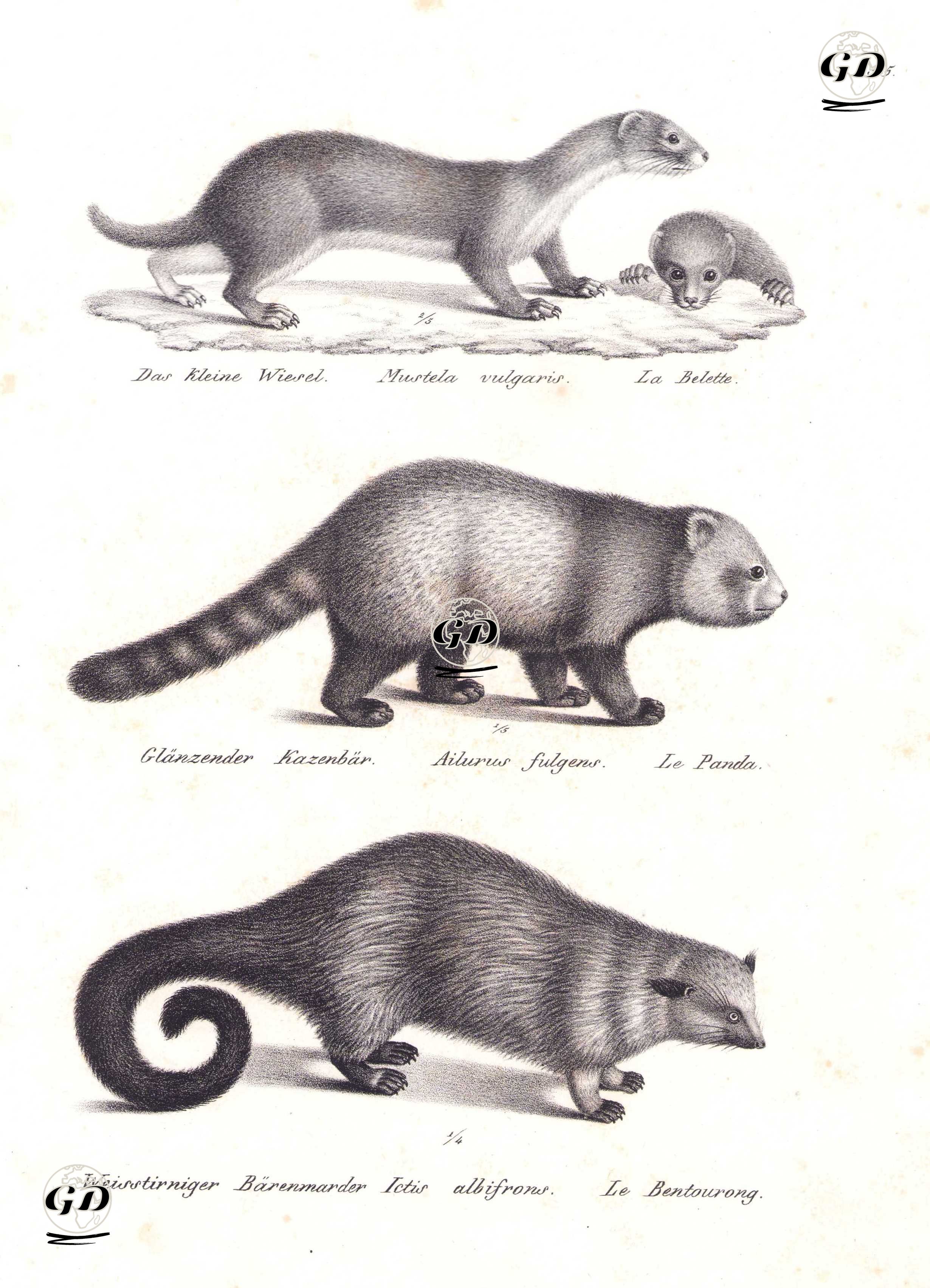 Gelincik (Mustela Nivalis), Kızıl Panda (Küçük Panda, Ailurus Fulgens), Binturong (Ayı Kedisi, Arctictis Binturong) - Karl Joseph Brodtmann (1787-1862) - 1827
