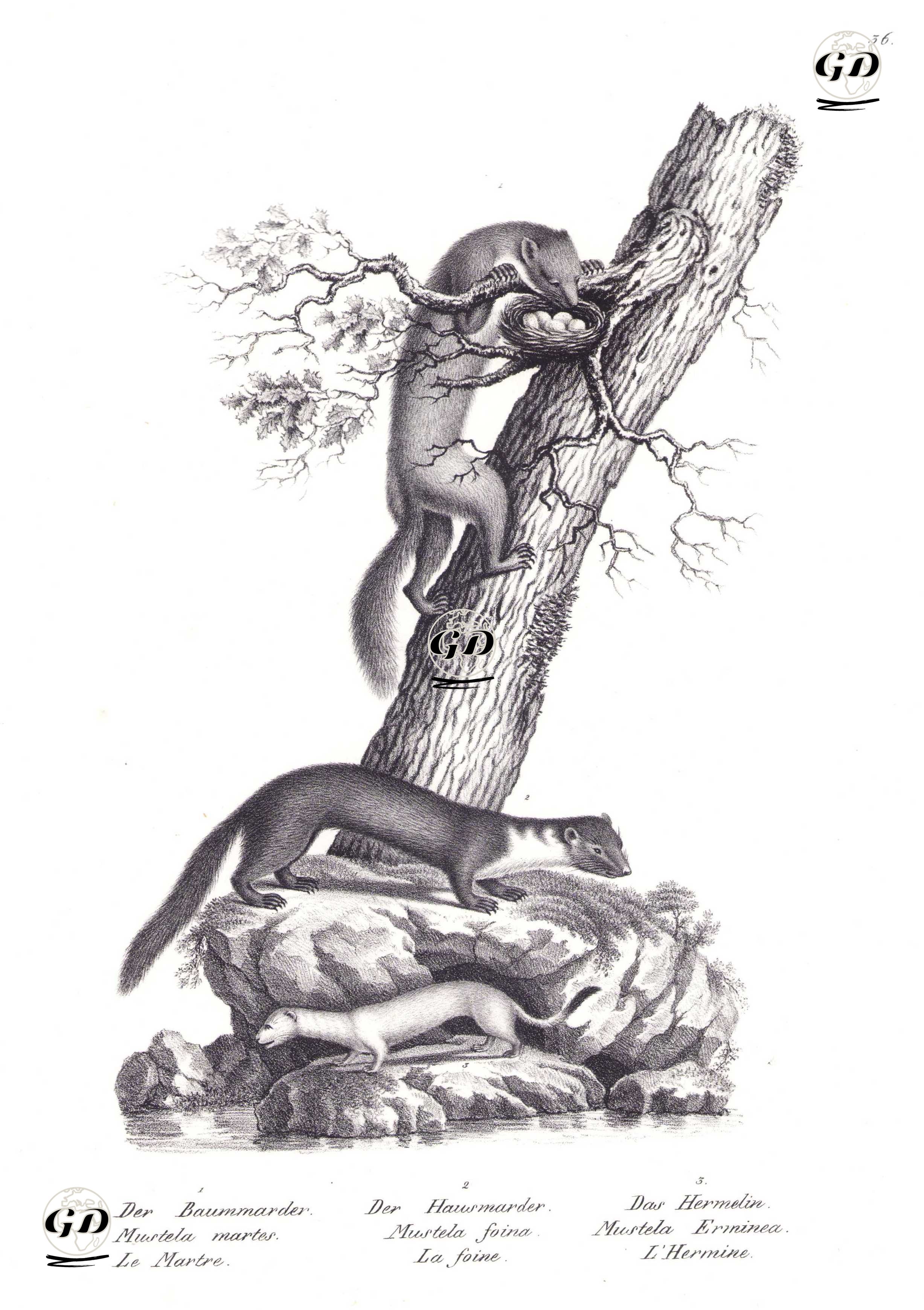 1.Ağaç Sansarı (Martes Martes) 2.Kaya Sansarı (Martes Foina) 3.Kakım (Mustela Erminea) - Karl Joseph Brodtmann (1787-1862) - 1827
