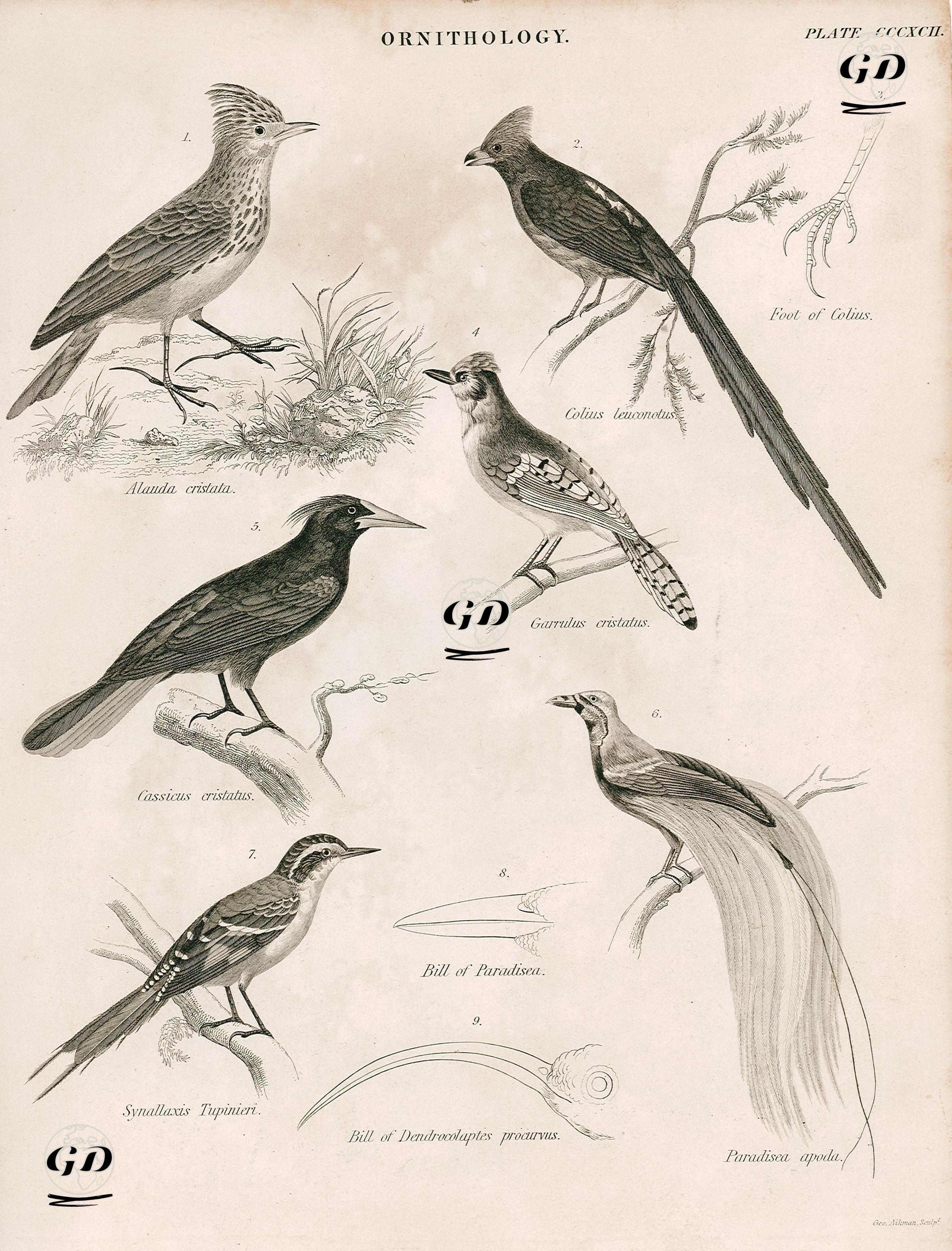 Ornithology-Alauda Cristata, Foot Of Colius, Garrulus Cristatus, Cassicus Cristatus, Paradisea Apoda, Synallaxis Tupinieri,
 Bill Pf Paradisea, Bill Of Dendrocolaptes Procorvus -  - 1860's