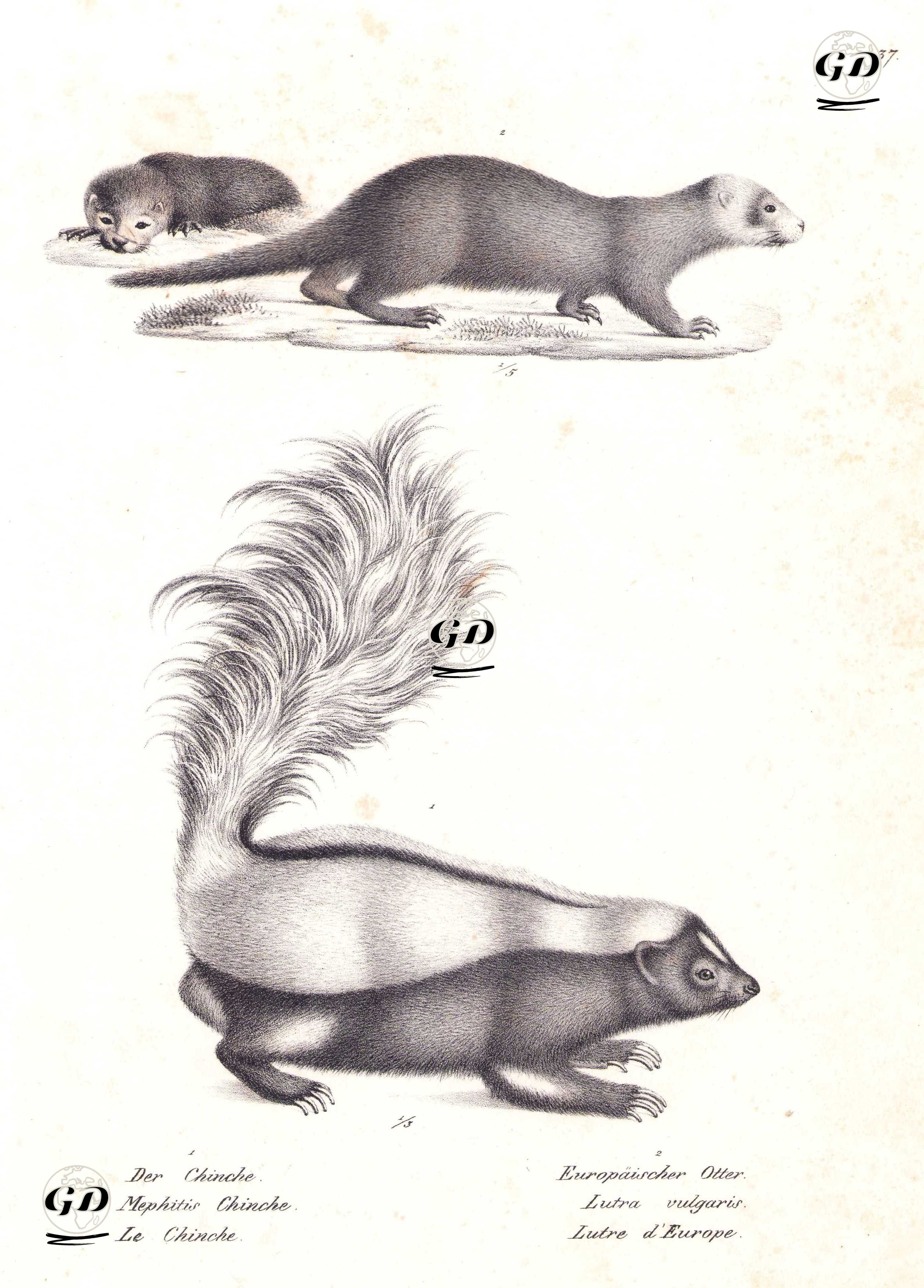 1.Şeritli Kokarca (Çizgili Kokarca, Mephitis Mephitis) 2.Su Samuru (Avrasya Su Samuru, Lutra Lutra) - Karl Joseph Brodtmann (1787-1862) - 1827