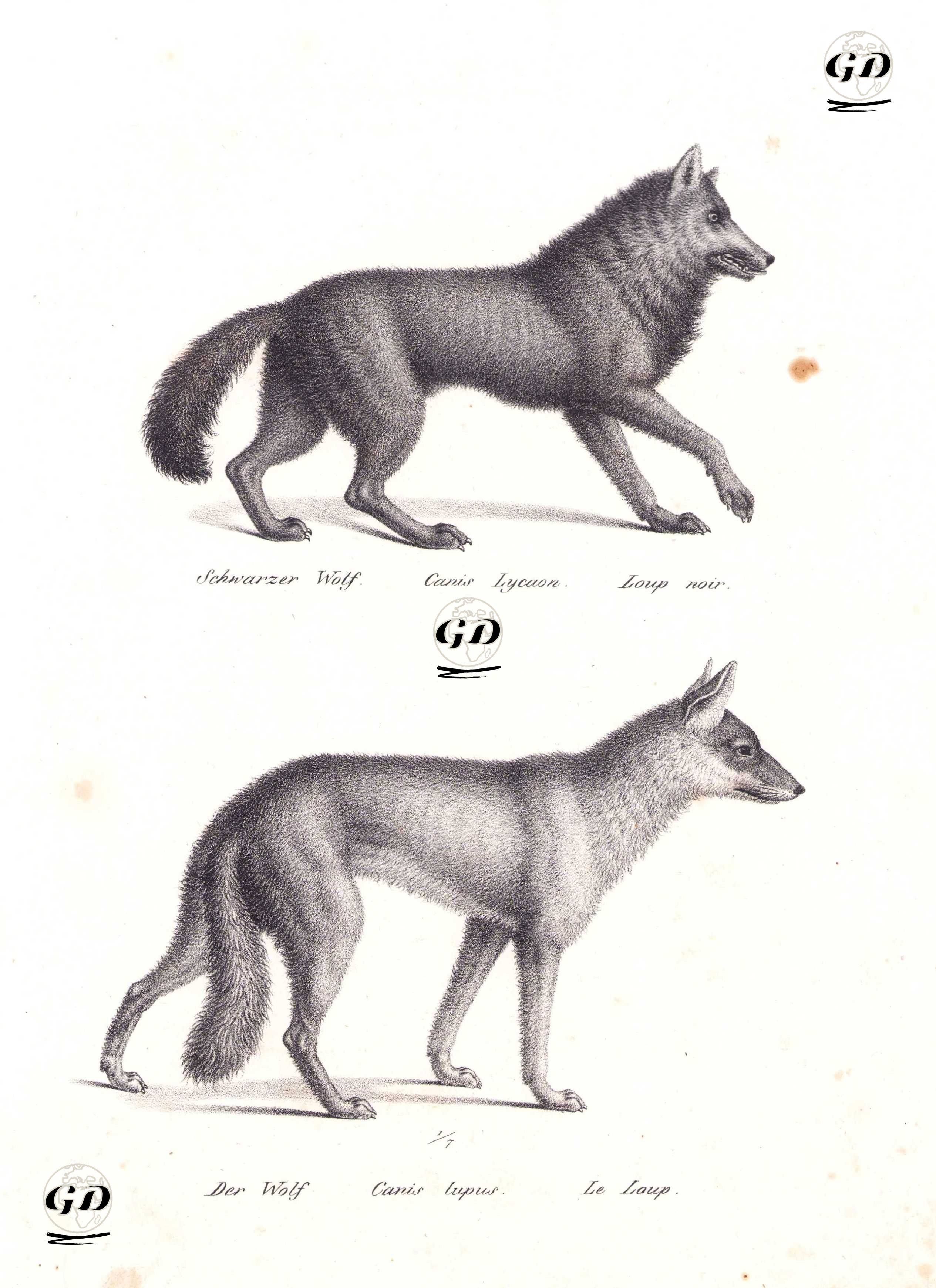 Doğu Kanada Kurdu (Canis Lupus Lycaon), Gri Kurt (Avrasya Kurdu, Canis Lupus Lupus) - Karl Joseph Brodtmann (1787-1862) - 1827