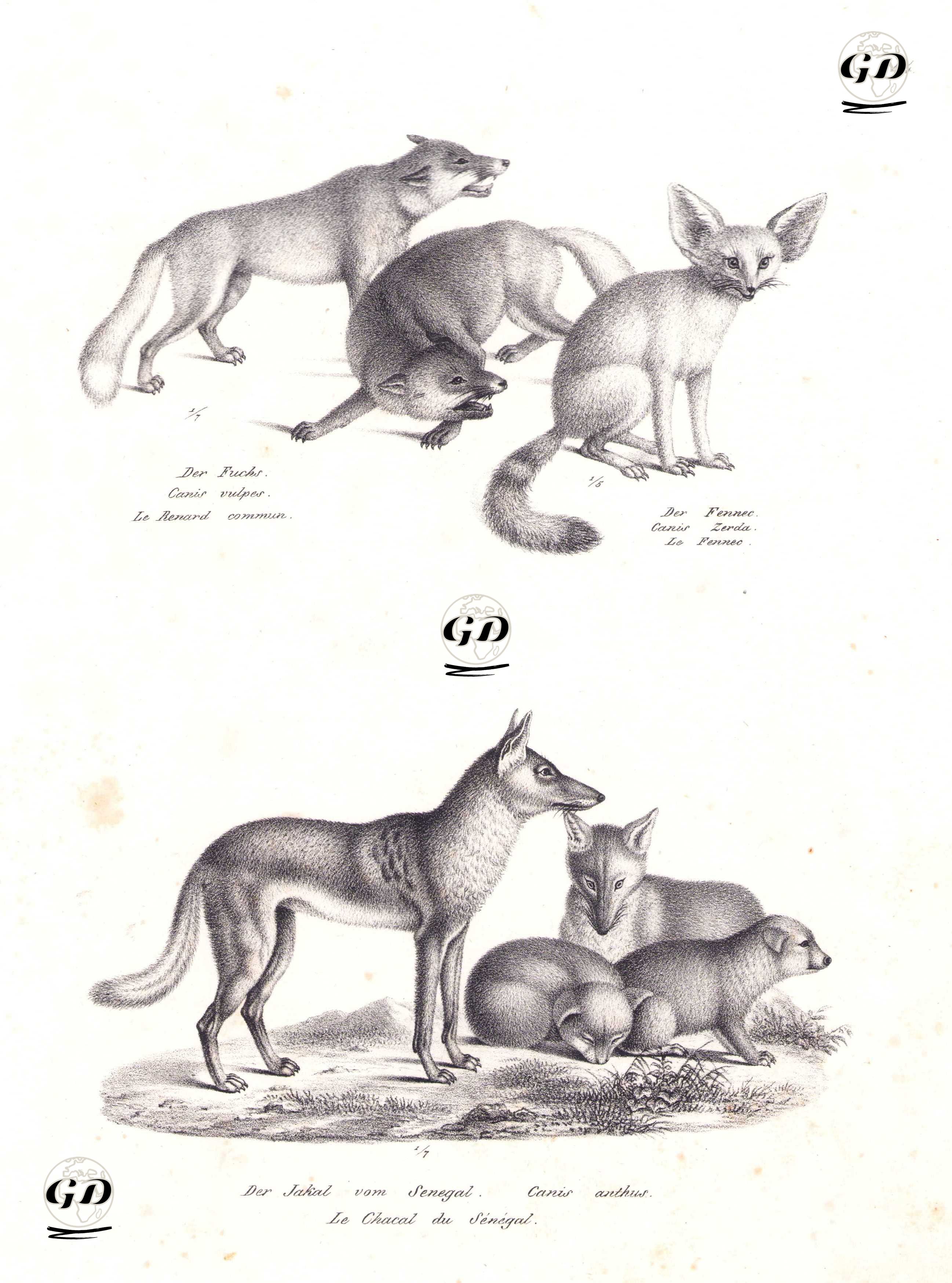 Kızıl Tilki (Vulpes Vulpes), Çöl Tilkisi (Vulpes Zerda), Afrika Altın Kurt (Canis Anthus) - Karl Joseph Brodtmann (1787-1862) - 1827