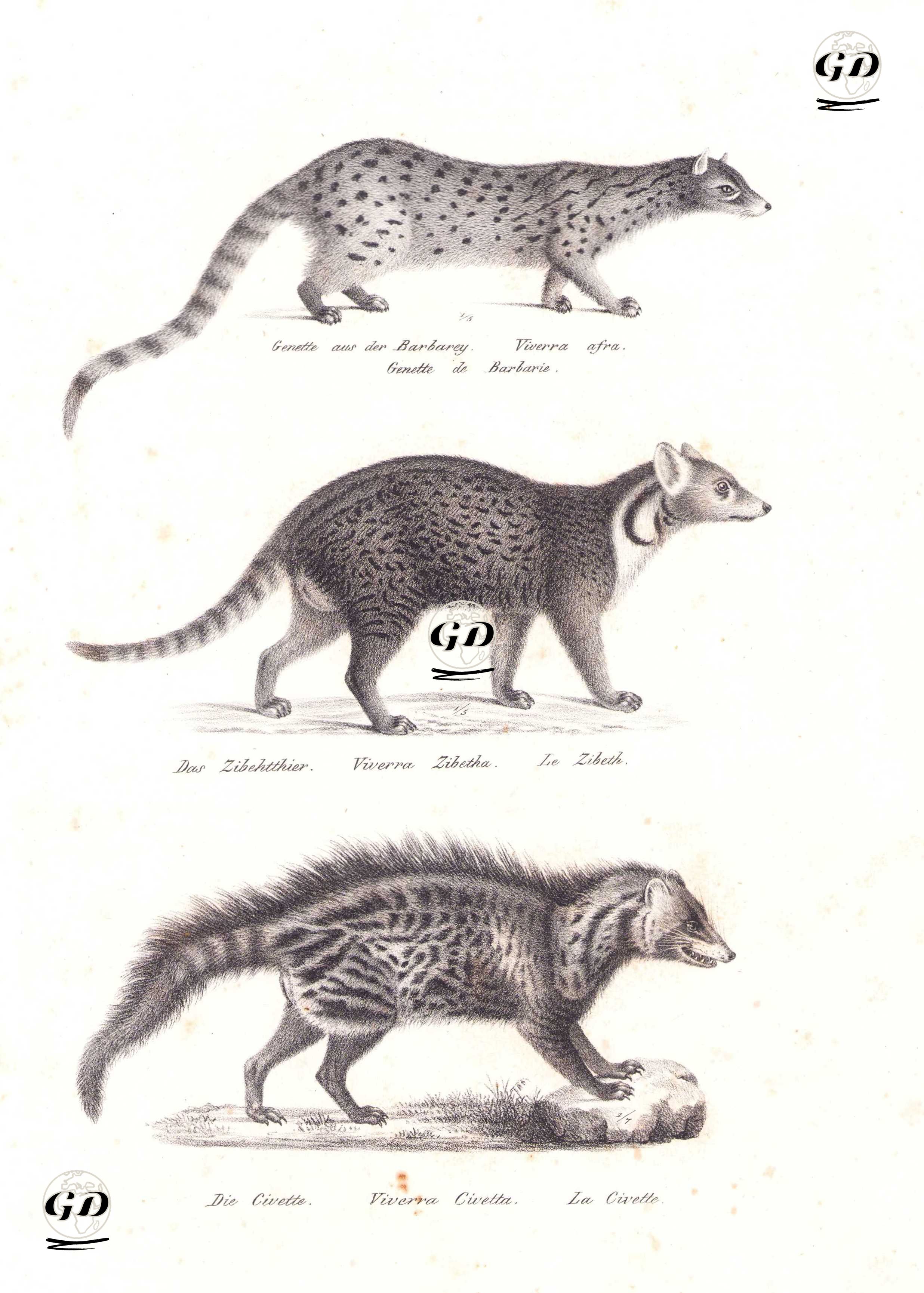 Genet (Genetta Genetta), Büyük Hint Misk Kedisi (Asya Misk Kedisi, Viverra Zibetha), Afrika Misk Kedisi (Civettictis Civetta) - Karl Joseph Brodtmann (1787-1862) - 1827