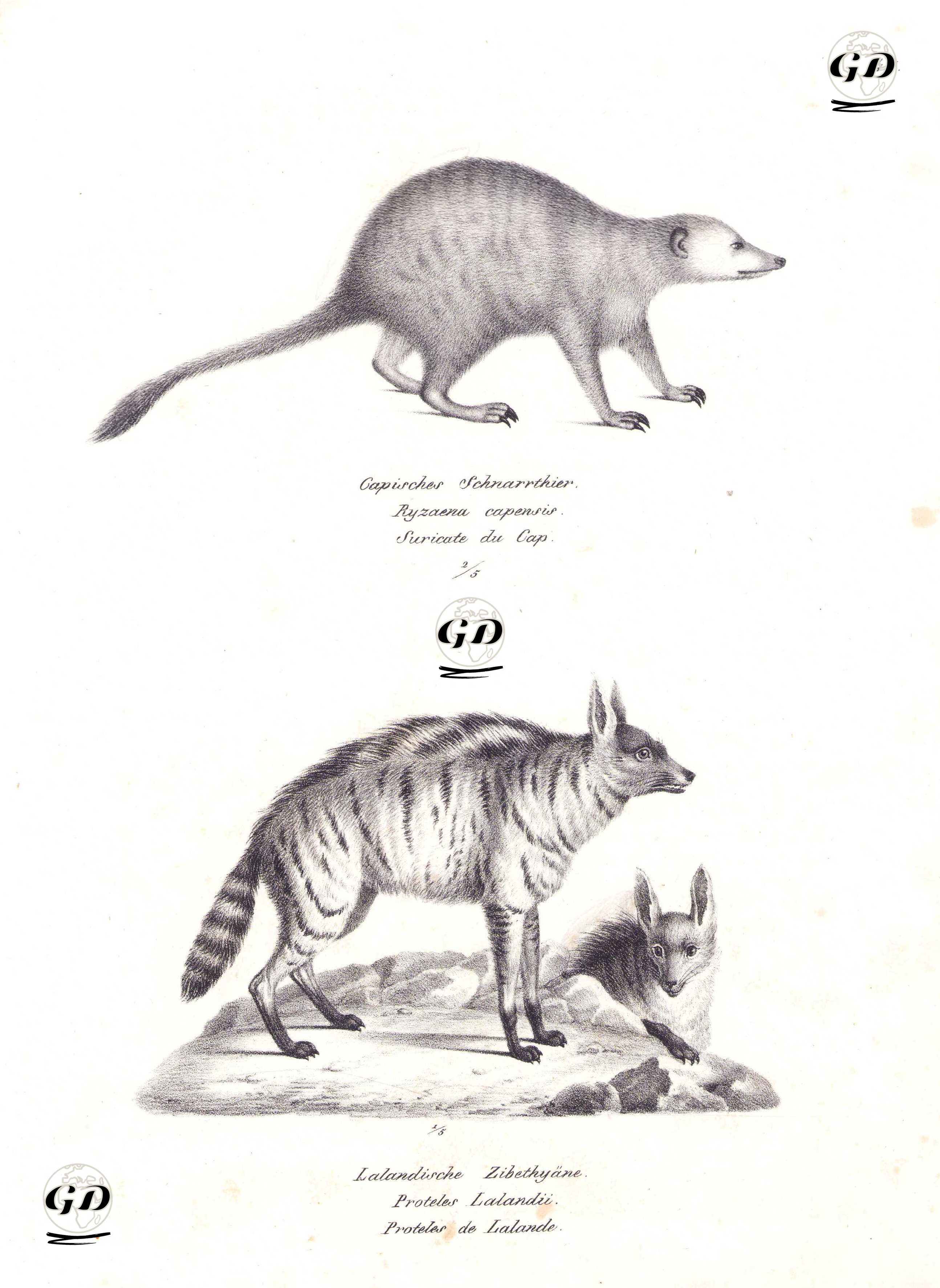 Mirket (Suricata Suricata), Böcekçil Sırtlan (Yer Kurdu, Proteles Cristatus) - Karl Joseph Brodtmann (1787-1862) - 1827