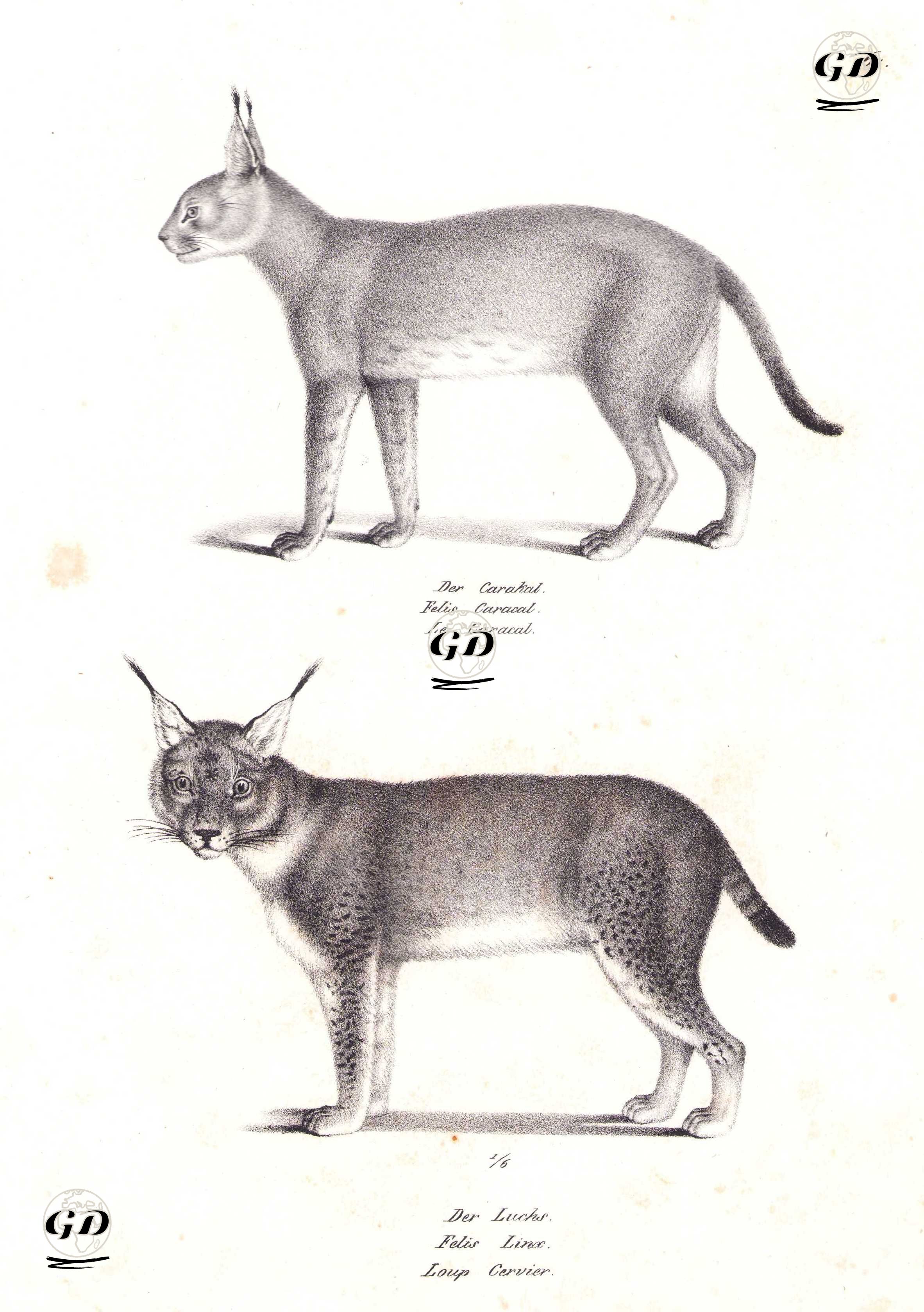 Der Karakal, Felis Caracal, Le Caracal (Caracal, Caracal Caracal)-Der Luchs, Felis Linx, Loup Cervier (Eurasian lynx or Loup Cervier, Lynx lynx ) - Karl Joseph Brodtmann (1787-1862) - 1827