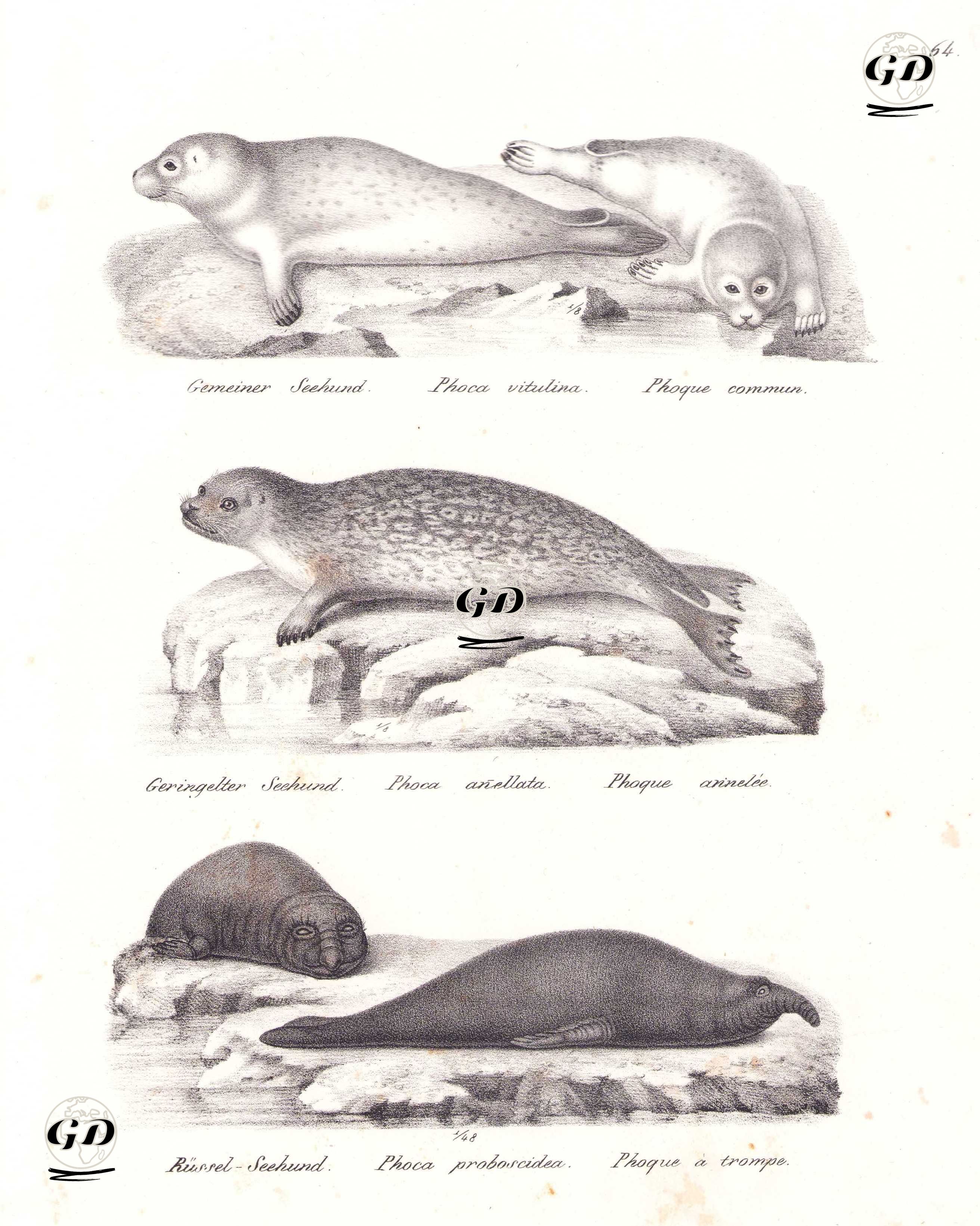 Fok (Liman Foku, Phoca Vitulina), Halkalı Fok (Pusa Hispida), Güney Deniz Fili (Mirounga Leonina) - Karl Joseph Brodtmann (1787-1862) - 1827