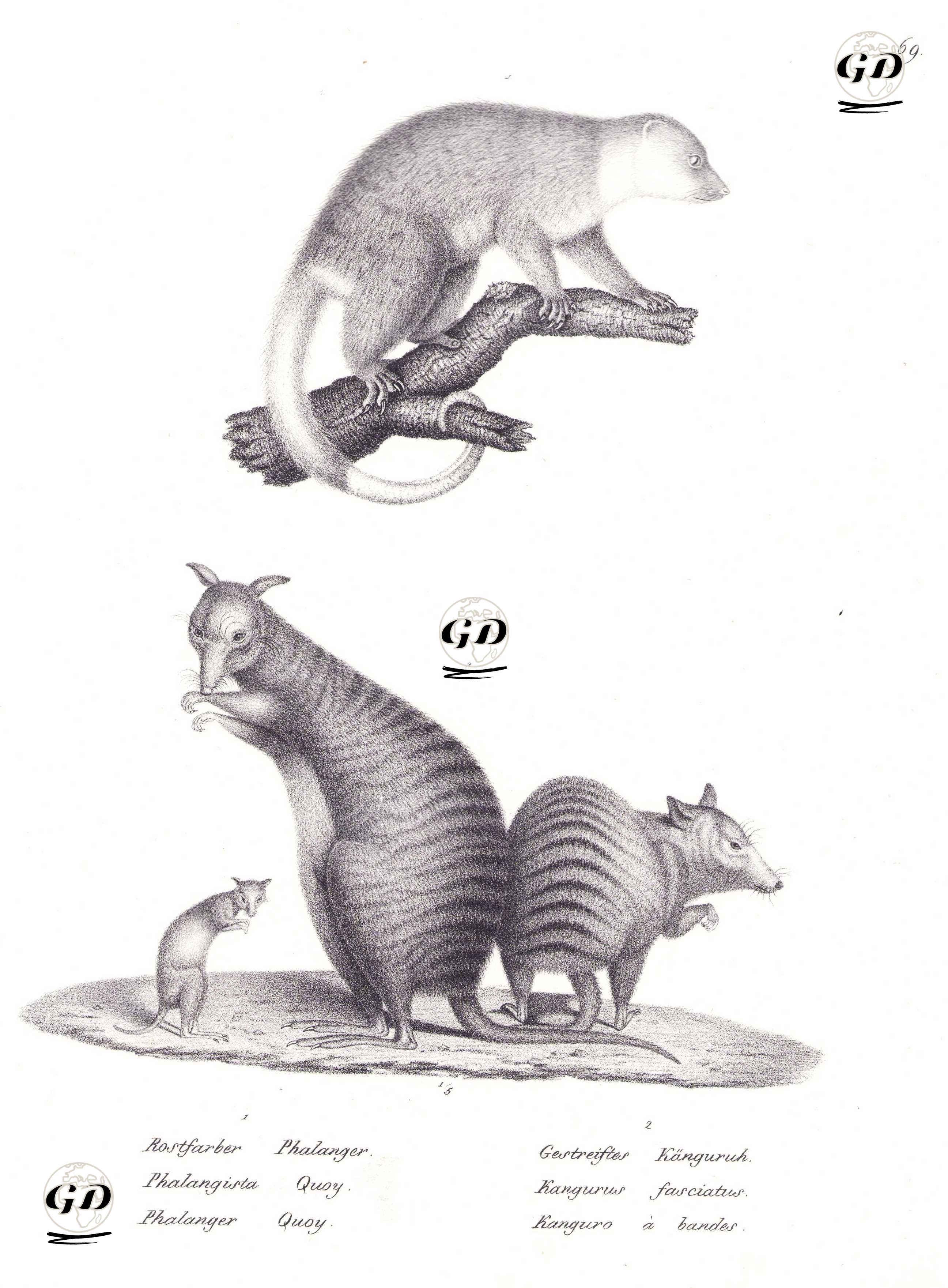 1.Waigeo Kuskusu (Waigeo Benekli Kuskusu, Spilocuscus Papuensis) 2.Tasmalı Tavşan Kangurusu (Bantlı Tavşanımsı Wallabi, Lagostrophus Fasciatus) - Karl Joseph Brodtmann (1787-1862) - 1827