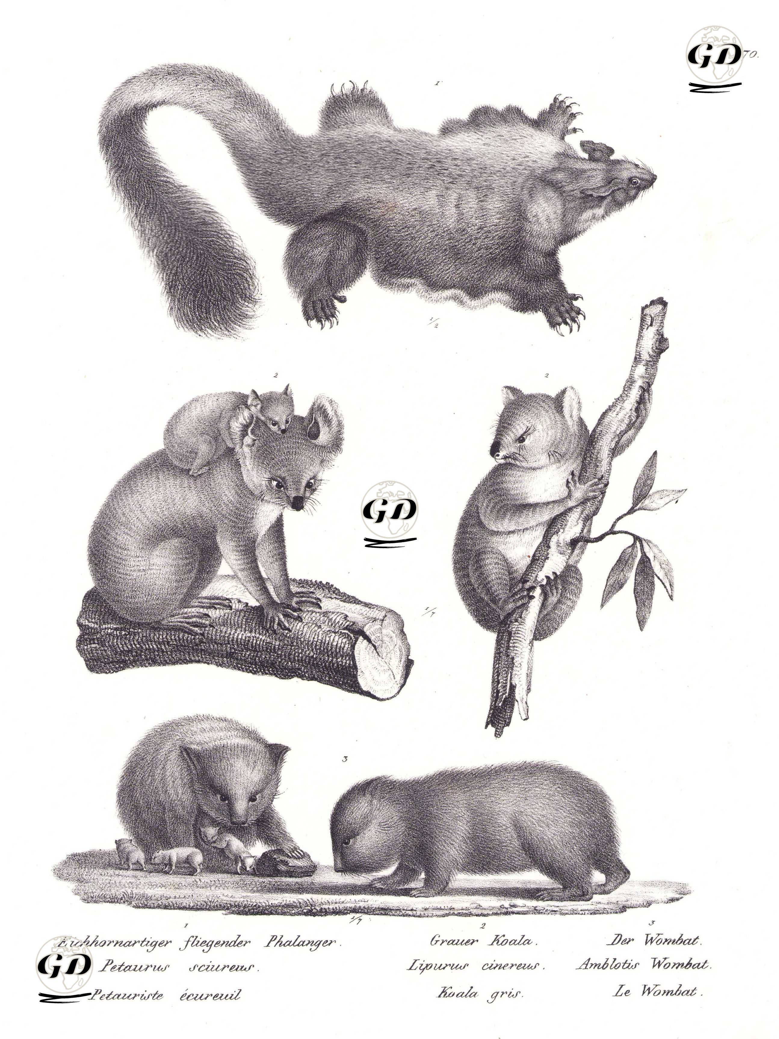 1.Uçan Keseli Sincap (Uçan Avustralya Sincabı, Petaurus Sciureus) 2.Koala (Phascolarctos Cinereus) 3.Vombat (Vombatus Ursinus) - Karl Joseph Brodtmann (1787-1862) - 1827