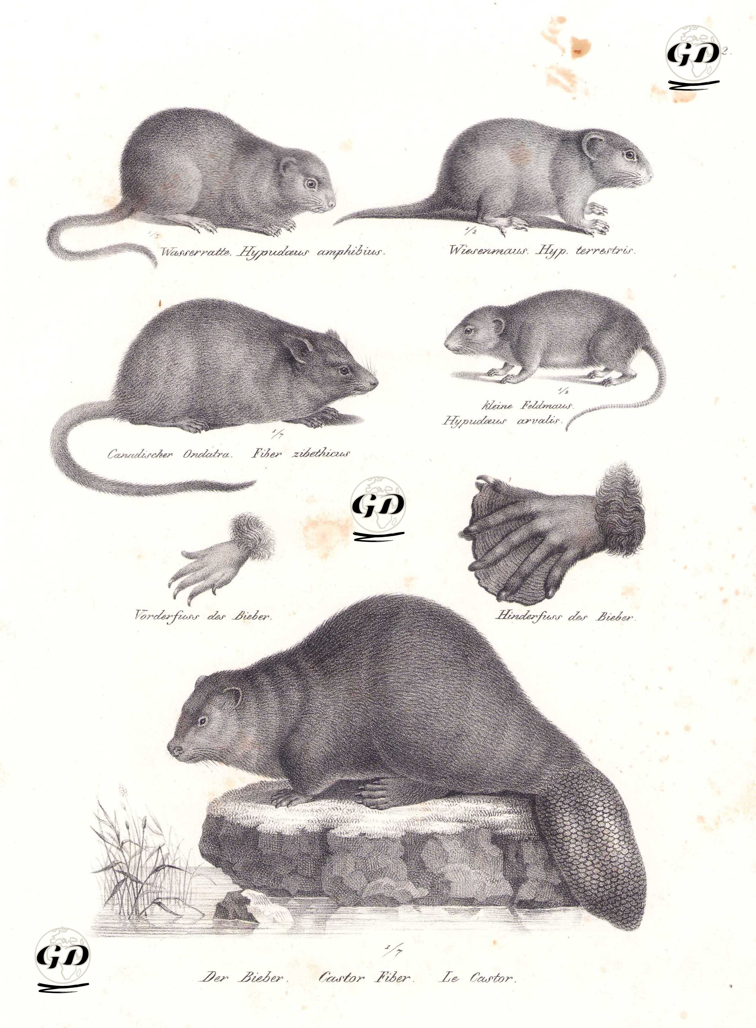 Wasserratte, Hypudaeus Amphibius (Eurasian Water Vole, Arvicola Amphibius)-Wiesenmaus, Hyp. Terrestris (Meadow Mouse)-Canadischer Ondatra, Fiber Zibethicus (Common Muskrat, Ondatra Zibethicus)-Kleine Feldmaus, Hypudaeus Arvalis (Common Vole, Microtus Arvalis)-Der Bieber, Castor Fiber, Le Castor (Eurasian Beaver) - Karl Joseph Brodtmann (1787-1862) - 1827