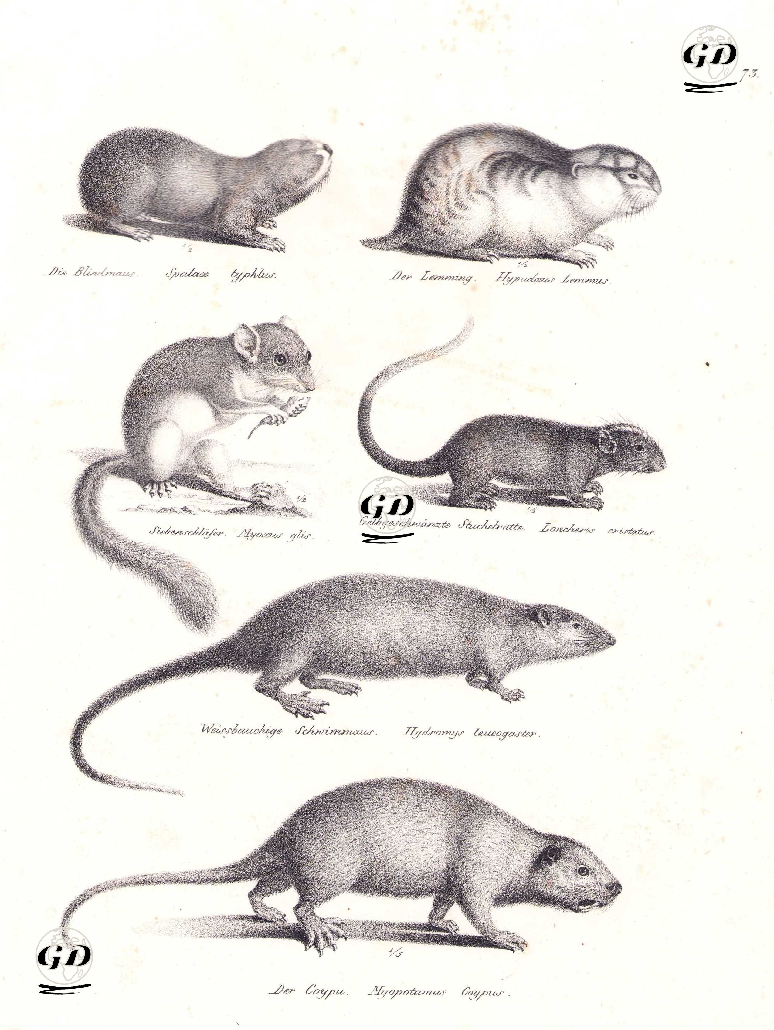 Büyük Kör Fare (Spalax Microphthalmus), Lemming, Yediuyur (Glis Glis), Beyaz Yüzlü Ağaç Faresi (Echimys Chrysurus), Rakali (Su Sıçanı, Avustralya Faresi, Hydromys Chrysogaster), Bataklık Kunduzu (Myopotamus Coypus) - Karl Joseph Brodtmann (1787-1862) - 1827