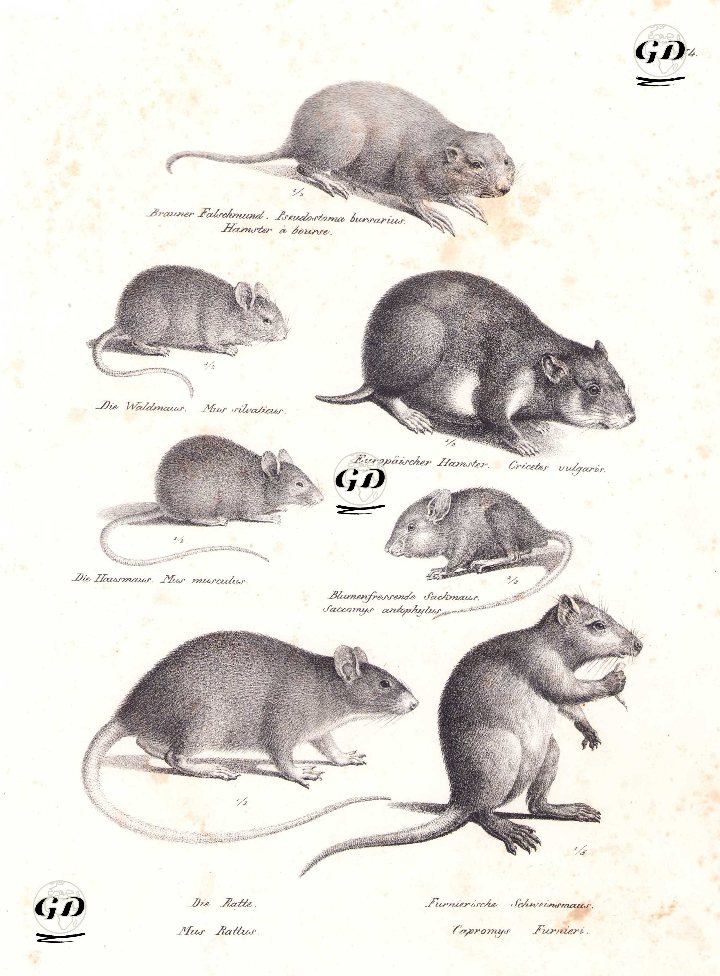Avurdu-keseli Fare (Geomys Bursarius), Dağ Faresi (Apodemus Sylvaticus),  Avrupa Hamsteri (Cricetus Cricetus), Ev Faresi (Mus Musculus), Dikenli Fare (Spiny Mouse), Çatı Sıçanı (Rattus Rattus), Küba Hutia (Capromys Pilorides) - Karl Joseph Brodtmann (1787-1862) - 1827