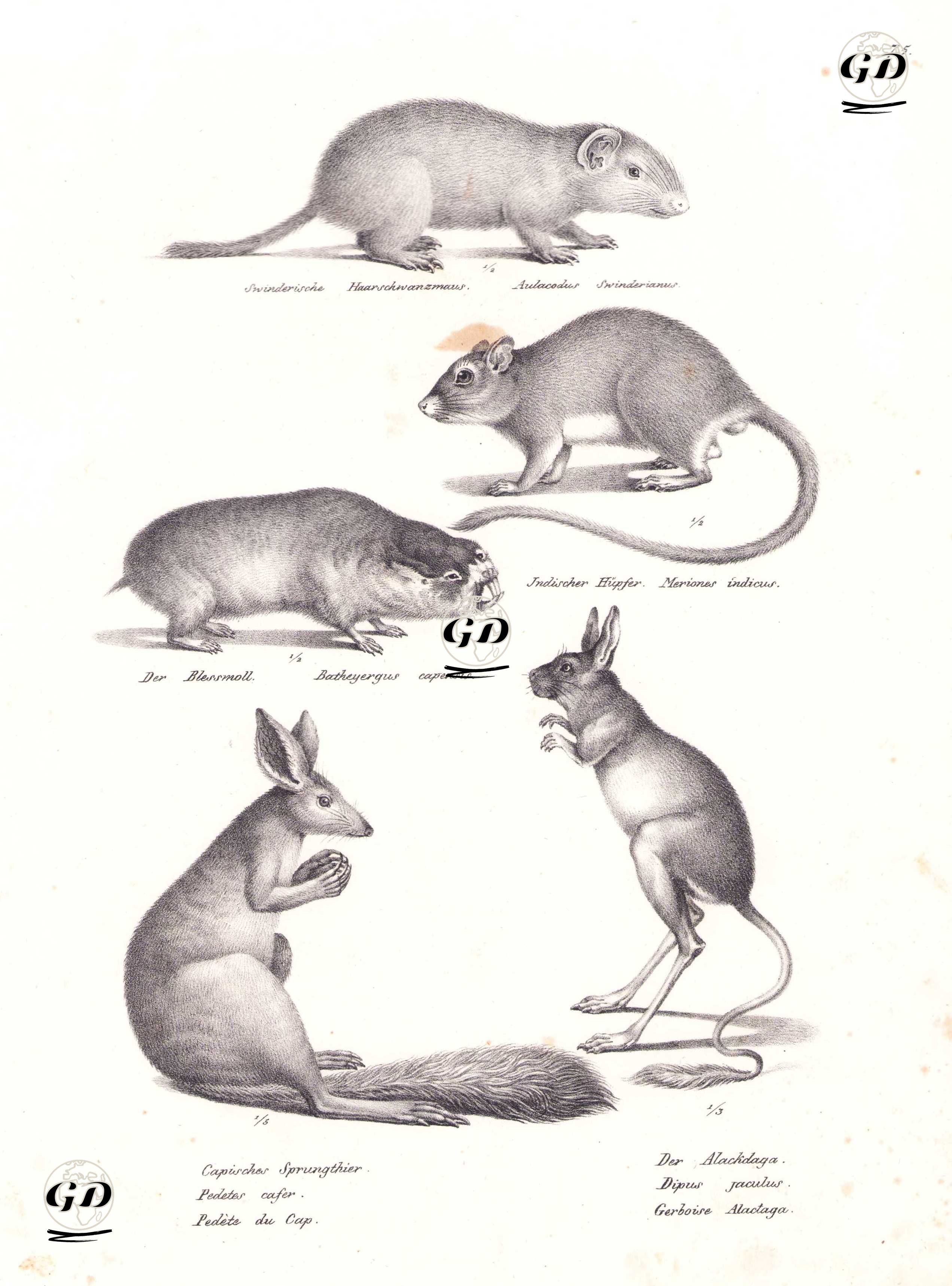Büyük Kamış Sıçanı (Greater Cane Rat, Thryonomys Swinderianus), İri Çöl Sıçanı (Hint Gerbili, Tatera İndica), Blessmoll (Batheyergus Capensis), Afrika Bahar Tavşanı (Pedetes Surdaster), Arap Tavşanı (Jaculus jaculus) - Karl Joseph Brodtmann (1787-1862) - 1827