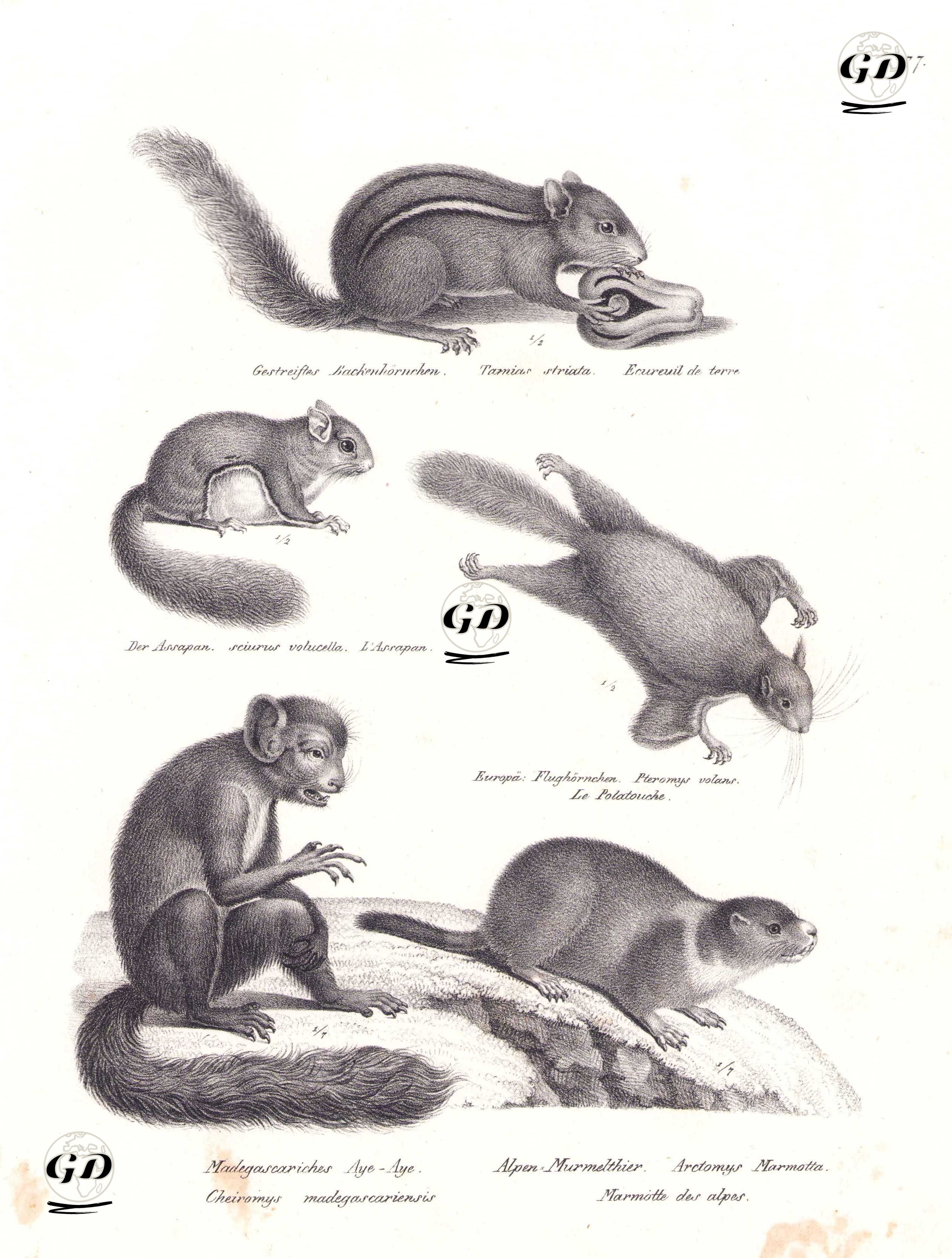 Doğu Sincapı (Çizgili Sincap, Tamias Striatus), Güney Uçan Sincabı (Glaucomys Volans), Sibirya Uçan Sincabı (Pteromys Volans), Aye-aye (Daubentonia Madagascariensis), Alp Marmotu (Dağ Sıçanı, Marmota Marmota) - Karl Joseph Brodtmann (1787-1862) - 1827