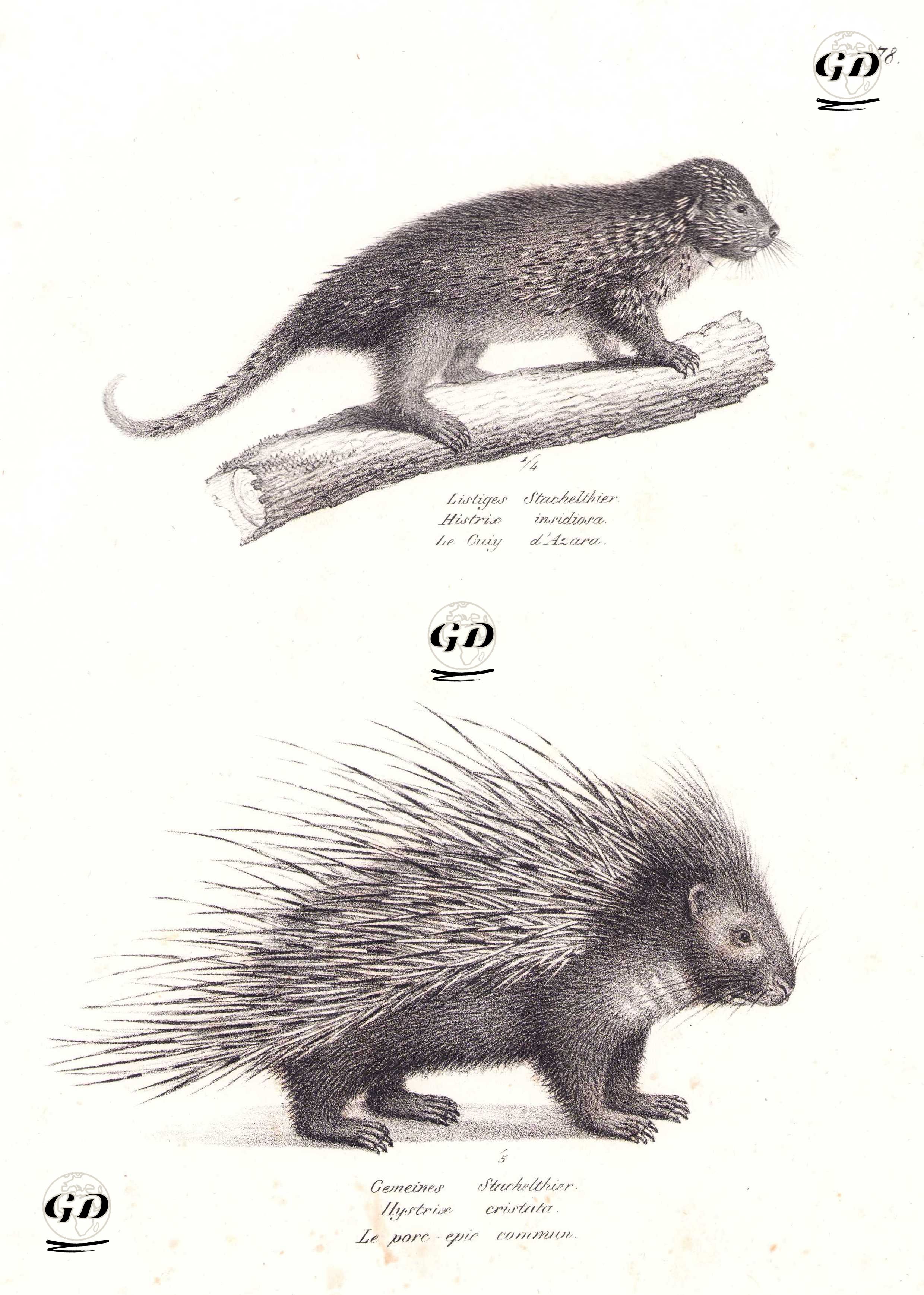 Listiges Stachelthier, Histrix insidiosa, Le Guiy d'Azara (Bahian Hairy Dwarf Porcupine-Coendou insidiosus)-Gemeines Stachelthier, Hystrix Cristata, Le Pore Epic Commun (Crested Porcupine) - Karl Joseph Brodtmann (1787-1862) - 1827