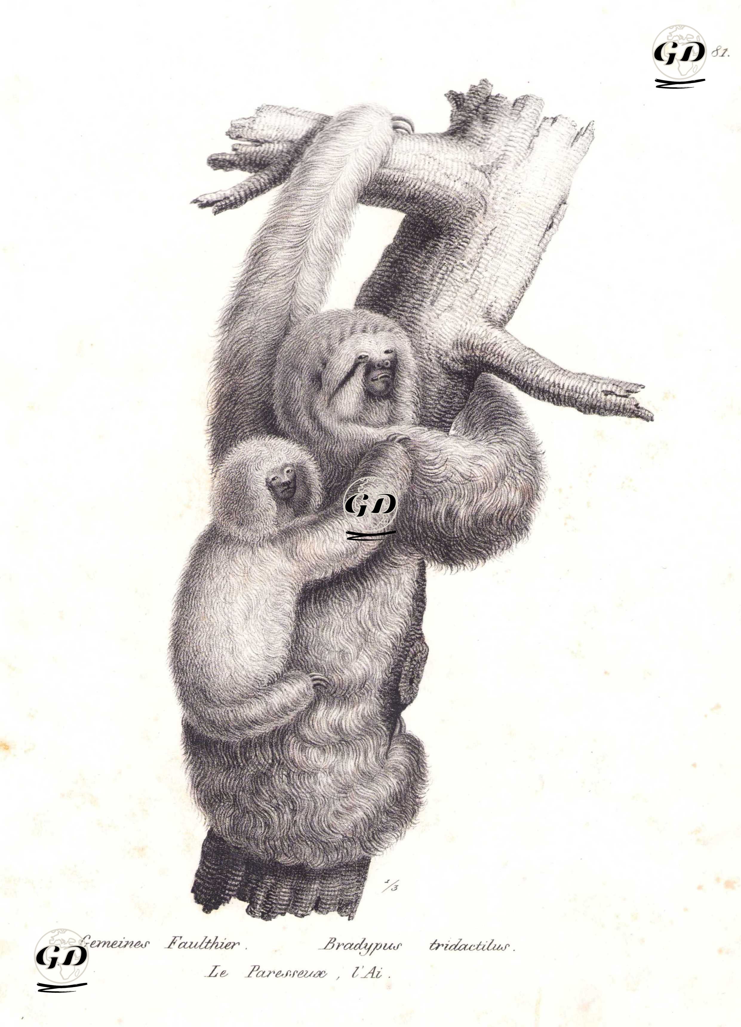 Üç Parmaklı Tembel Hayvan (Bradypus Tridactylus) - Karl Joseph Brodtmann (1787-1862) - 1827