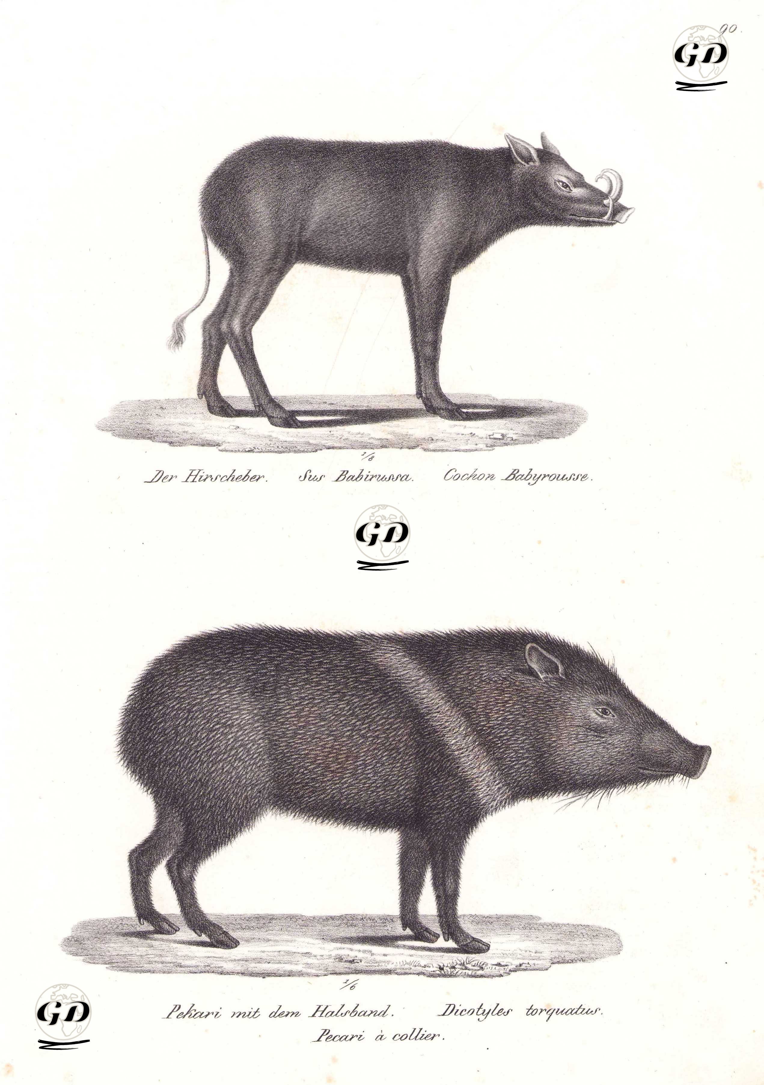 Babirusa (Geyik Domuzu, Babyrousa Babyrussa), Yakalı Pekari (Dicotyles Tajacu) - Karl Joseph Brodtmann (1787-1862) - 1827