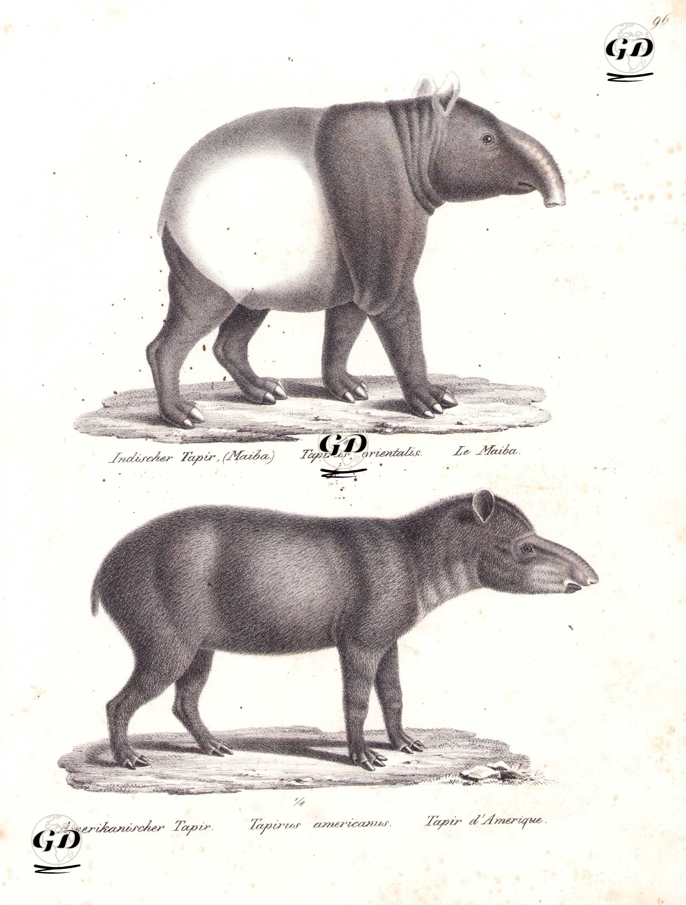Hint Tapiri (Malaya Tapiri, Tapirus indicus), Güney Amerika Tapiri (Brezilya Tapiri, Ova Tapiri, Tapirus Terrestris) - Karl Joseph Brodtmann (1787-1862) - 1827