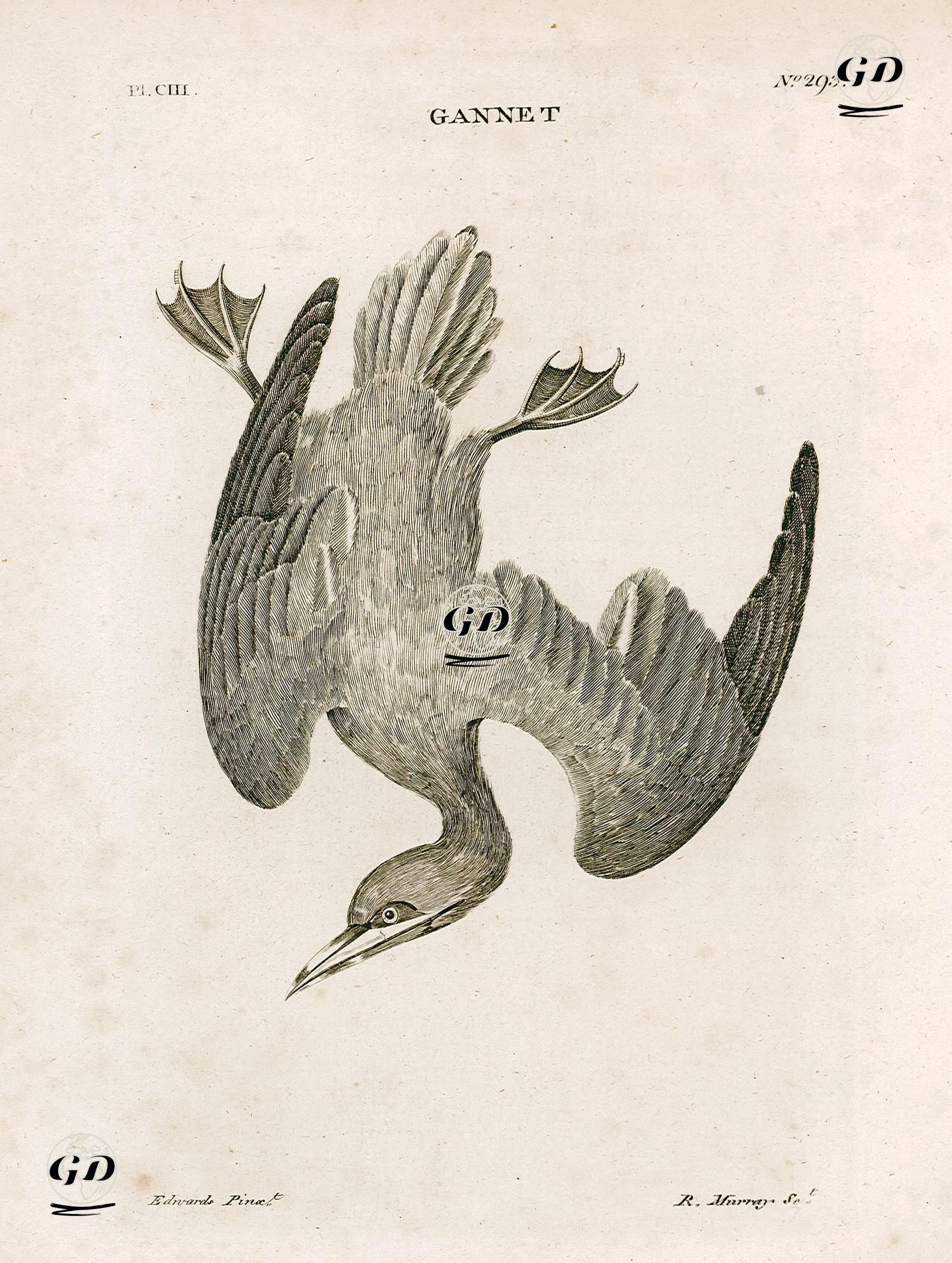 Sümsük Kuşu - George Edwards (1694-1773) - 1770's