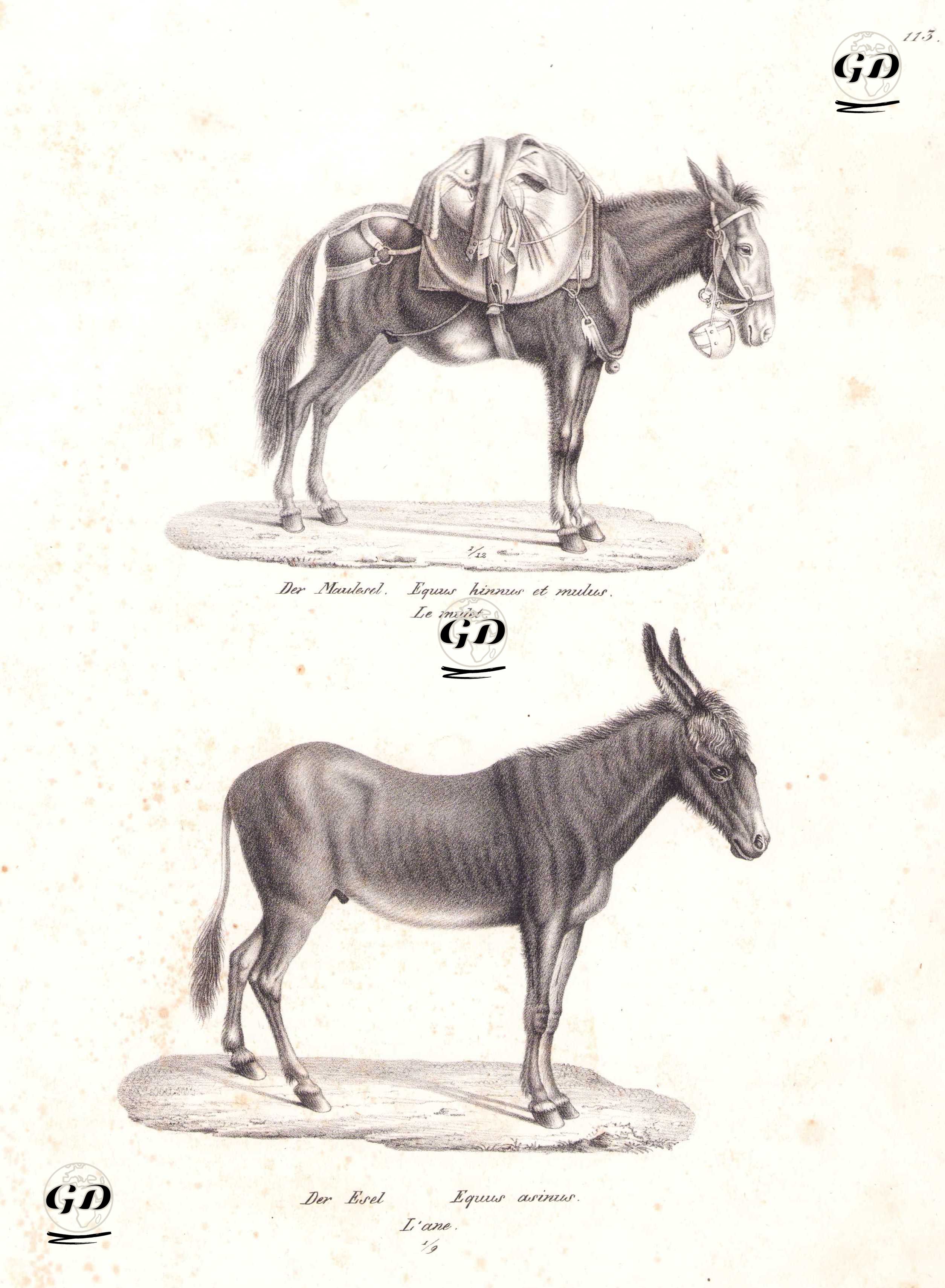 Der Maulesel, Equus Hinus et Mulus, Le Mulet (Mule)-Der Esel, Equus Asinus, L'ane (Domestic Ass, Donkey, Equus Asinus) - Karl Joseph Brodtmann (1787-1862) - 1827