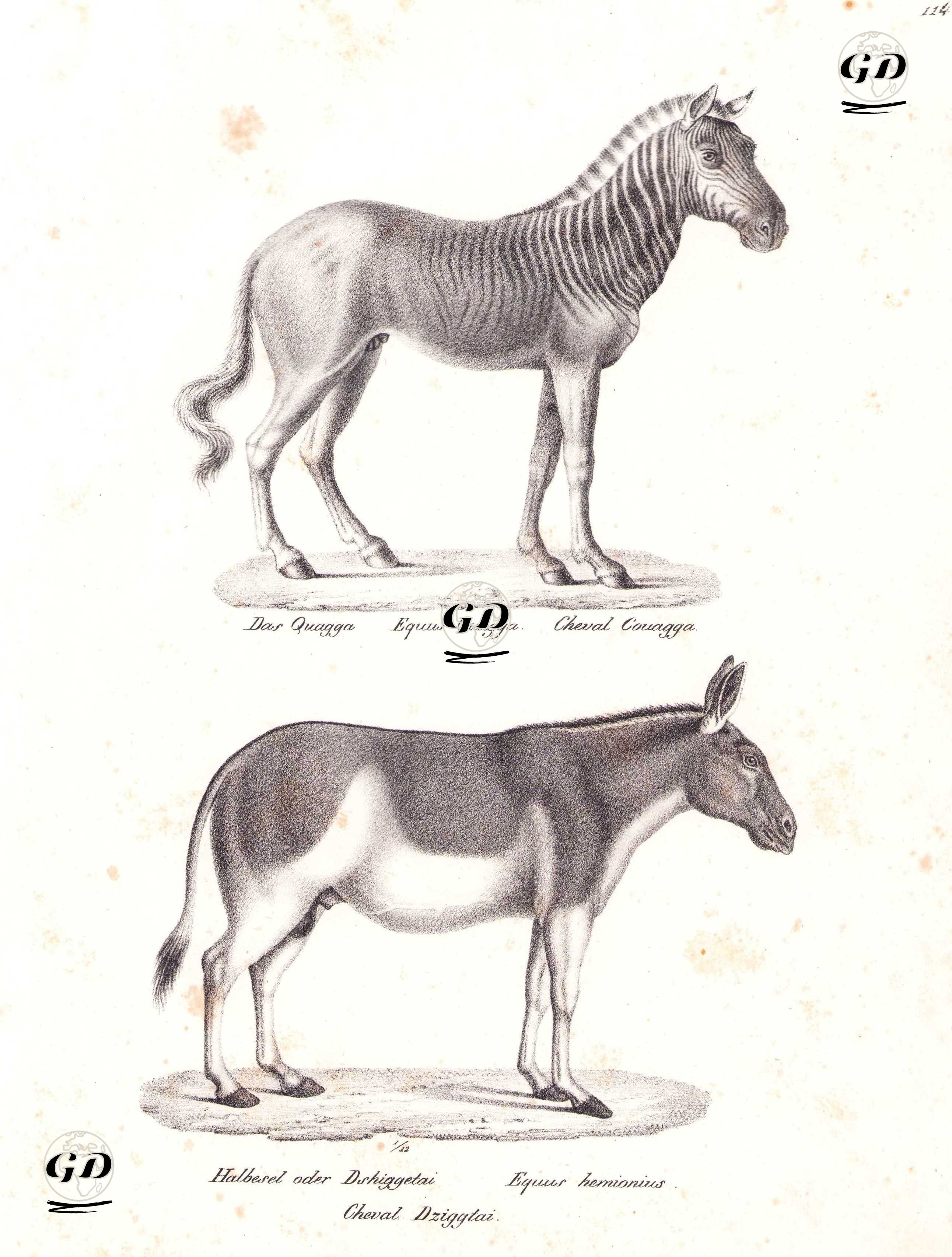 Zebra (Equus Quagga), Asya Yaban Eşeği (Equus Hemionus) - Karl Joseph Brodtmann (1787-1862) - 1827