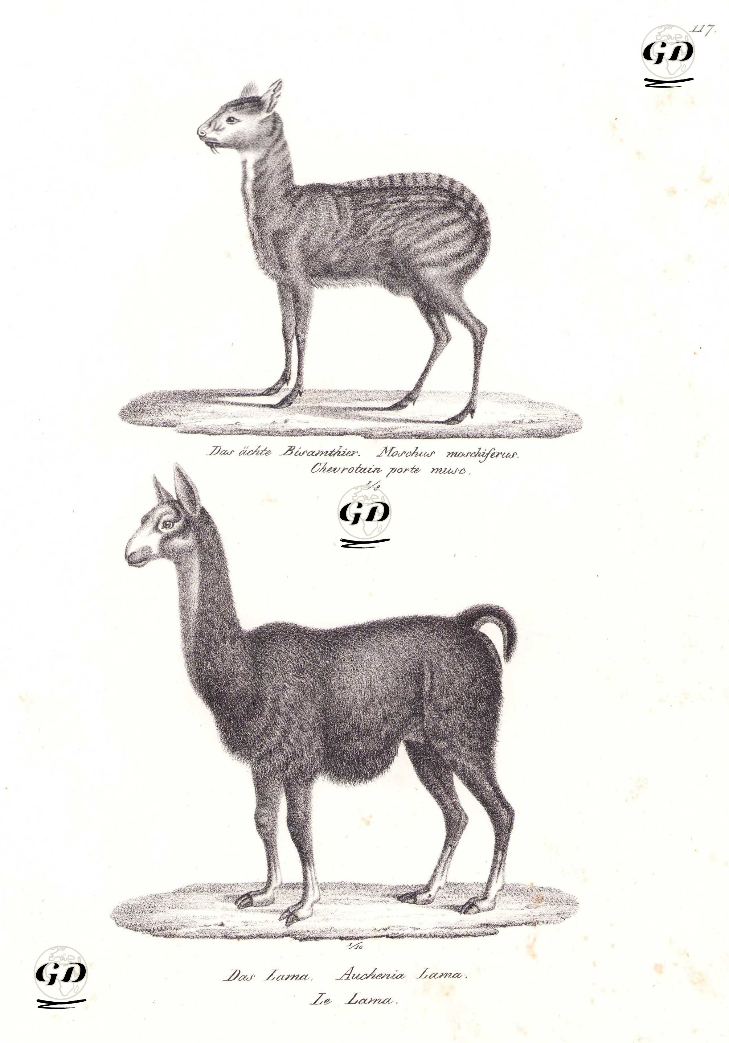 Sibirya Misk Geyiği (Moschus Moschiferus), Lama (Lama Glama) - Karl Joseph Brodtmann (1787-1862) - 1827