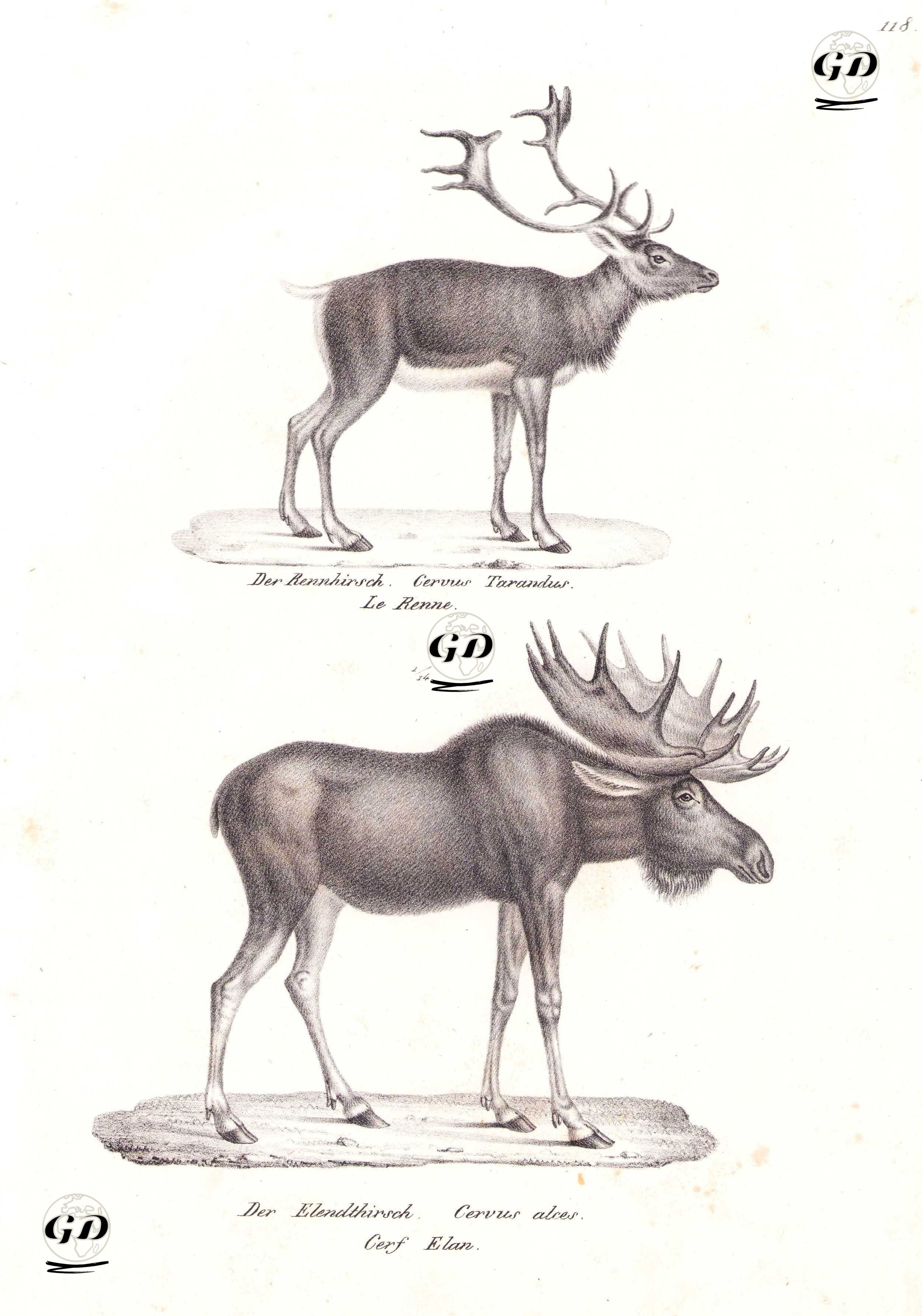 Ren geyiği (Rangifer Tarandus), Kanada Geyiği (Sığın Geyiği, Alces Alces) - Karl Joseph Brodtmann (1787-1862) - 1827