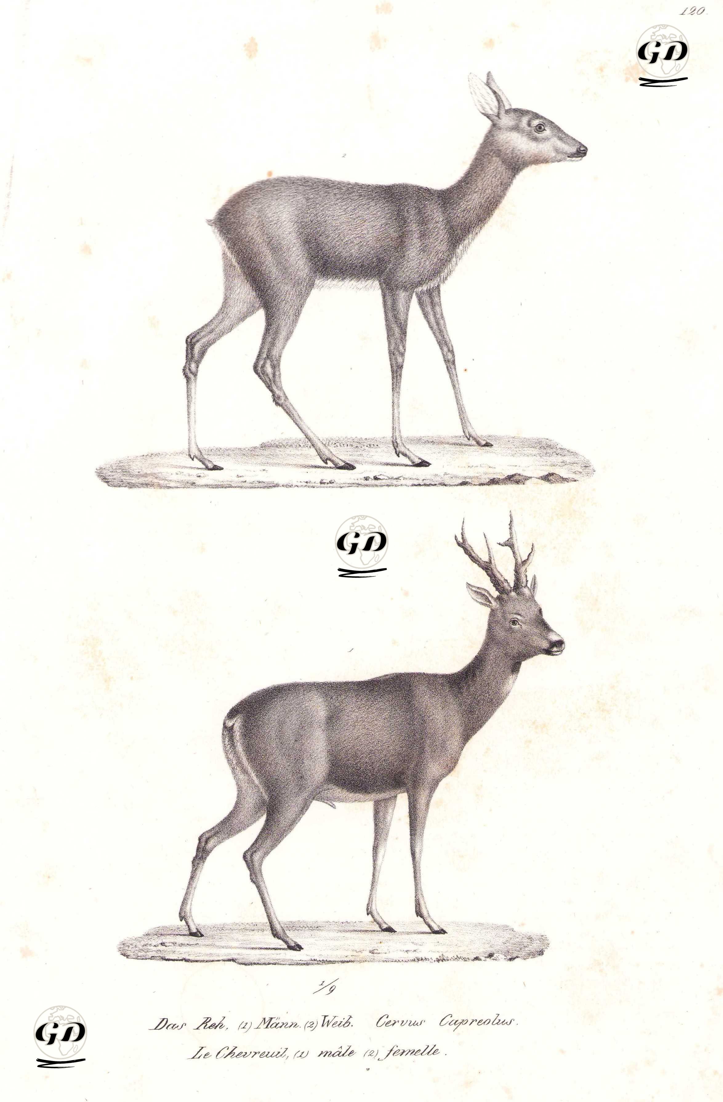 Das Reh (1)Mann (2)Weib, Cervus Capreolus, Le Chevreuil (1)Male (2)Femelle (Roe Deer (1) Male (2) Female, Capreolus Capreolus) - Karl Joseph Brodtmann (1787-1862) - 1827