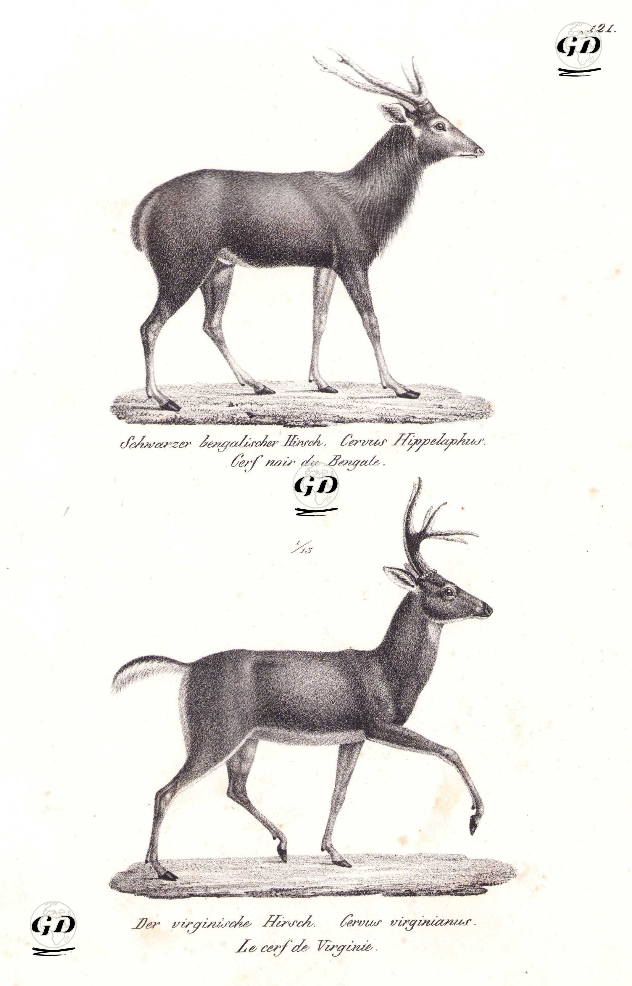 Rusa Geyiği (Sunda Sambar Geyiği, Timor Geyiği, Cervus Timorensis), Ak Kuyruklu Geyik (Odocoileus Virginianus) - Karl Joseph Brodtmann (1787-1862) - 1827