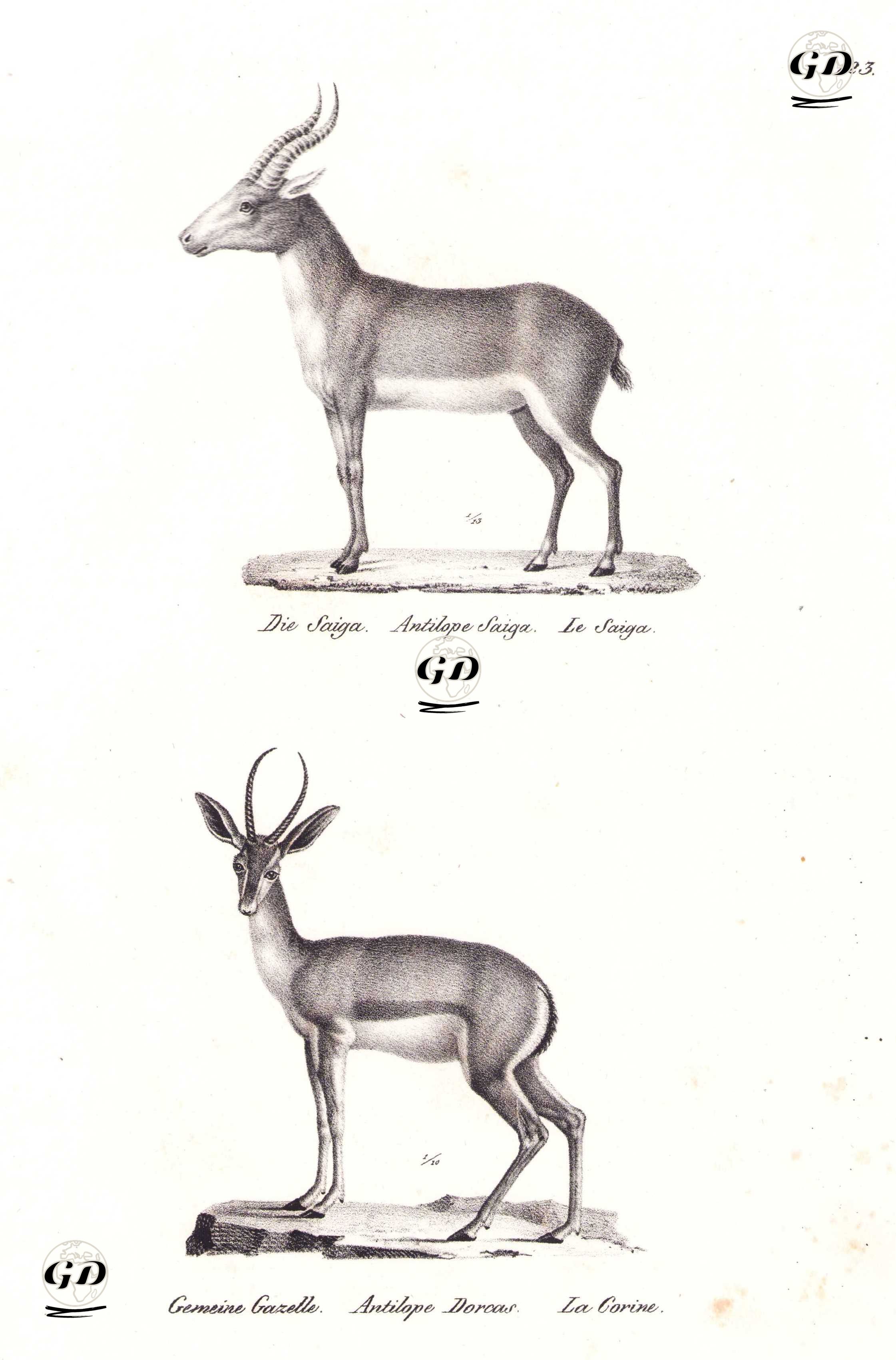 Die Saiga, Antilope Saiga, Le Saiga (Saiga, Saiga Tatarica)-Gemeine Gazelle, Antilope Dorcas, La Corine (Gazelle) - Karl Joseph Brodtmann (1787-1862) - 1827
