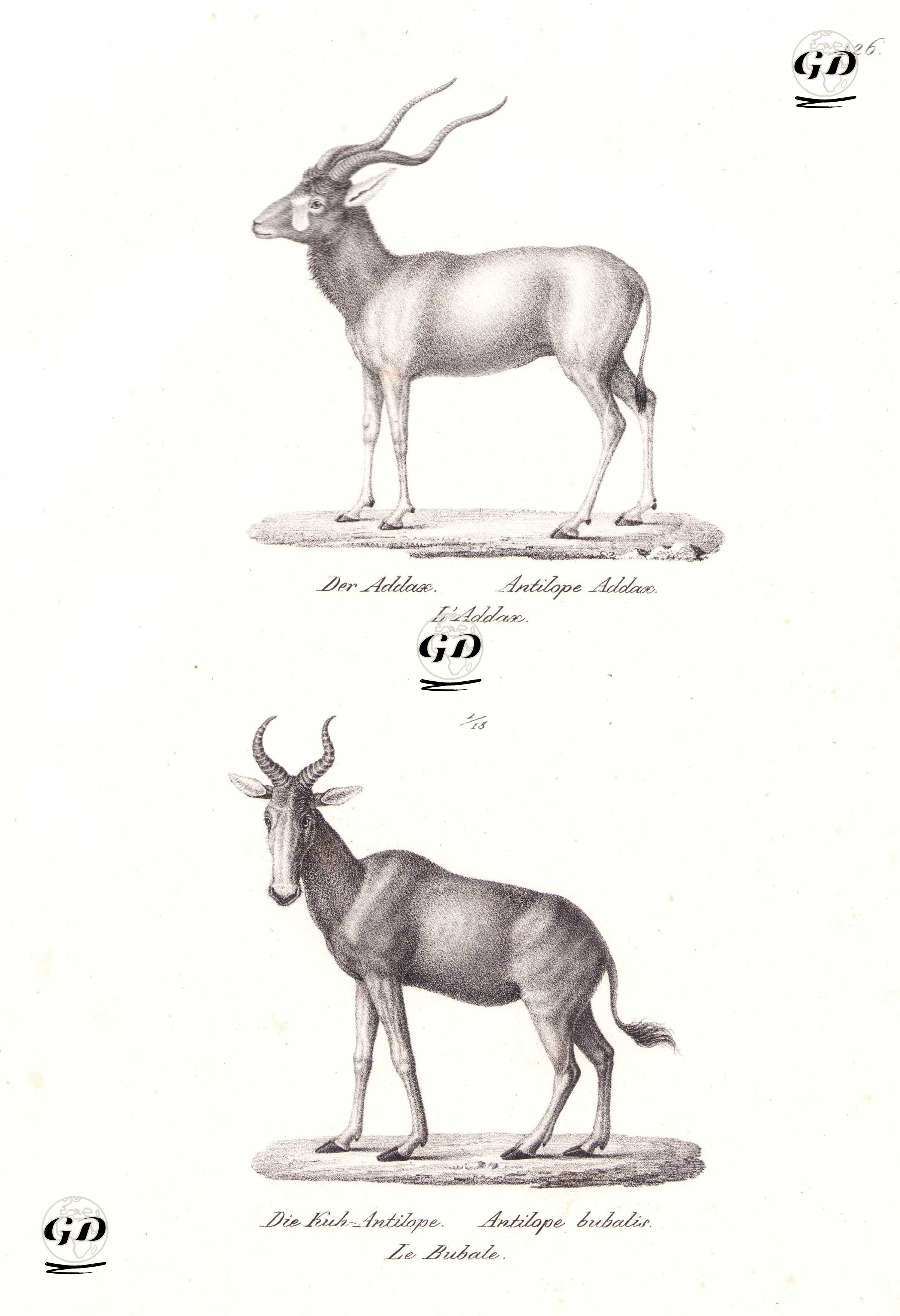 Addax (Beyaz Antilop, Addax Nasomaculatus), Sığır Antilobu (Alcelaphus Buselaphus) - Karl Joseph Brodtmann (1787-1862) - 1827