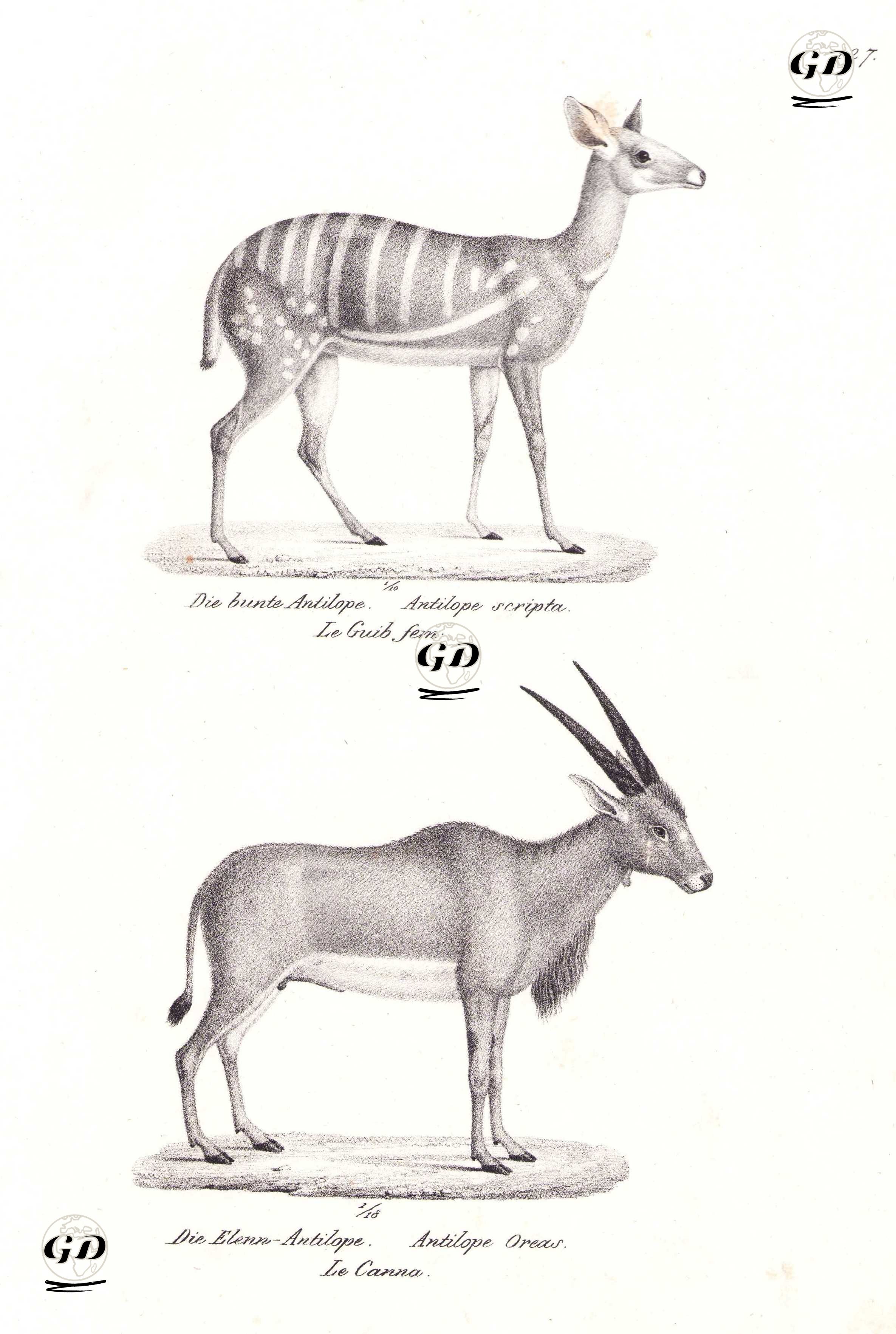 Die Bunte Antilope, Antilope Scripta, Le Guim Feb (Northen Bushbuck, Tragelaphus Scriptus)-Die Elenn Antilope, Antilope Oreas, Le Canna (Common Eland, Tragelaphus Oryx) - Karl Joseph Brodtmann (1787-1862) - 1827