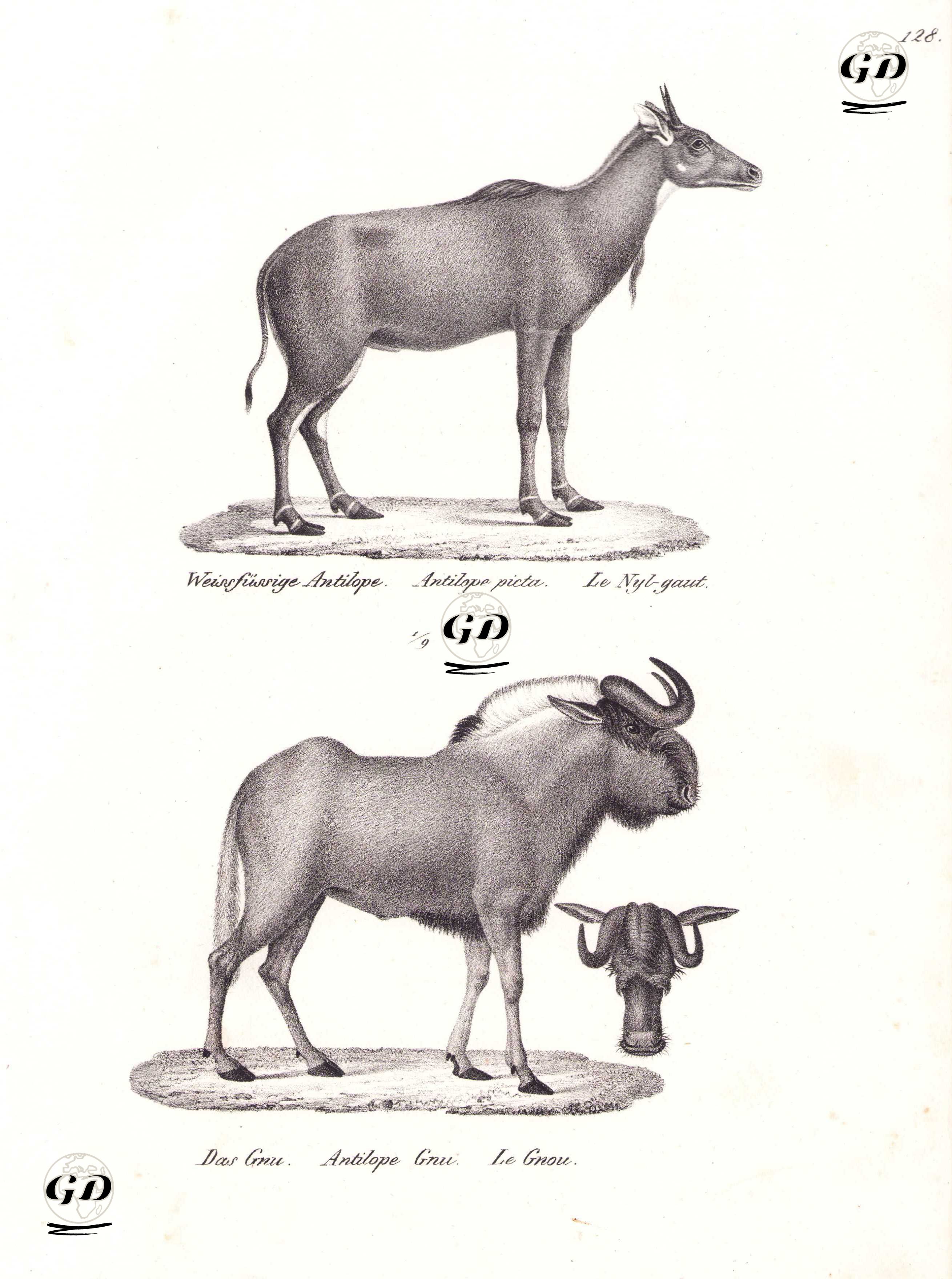 Weisfüssige Antilope, Antilope Picta, Le Nyl Gaut (Nilgai, Boselaphus Tragocamelus)-Das Gnu, Antilope Gnu, Le Gnou (Black Wildebeest, Connochaetes Gnou) - Karl Joseph Brodtmann (1787-1862) - 1827