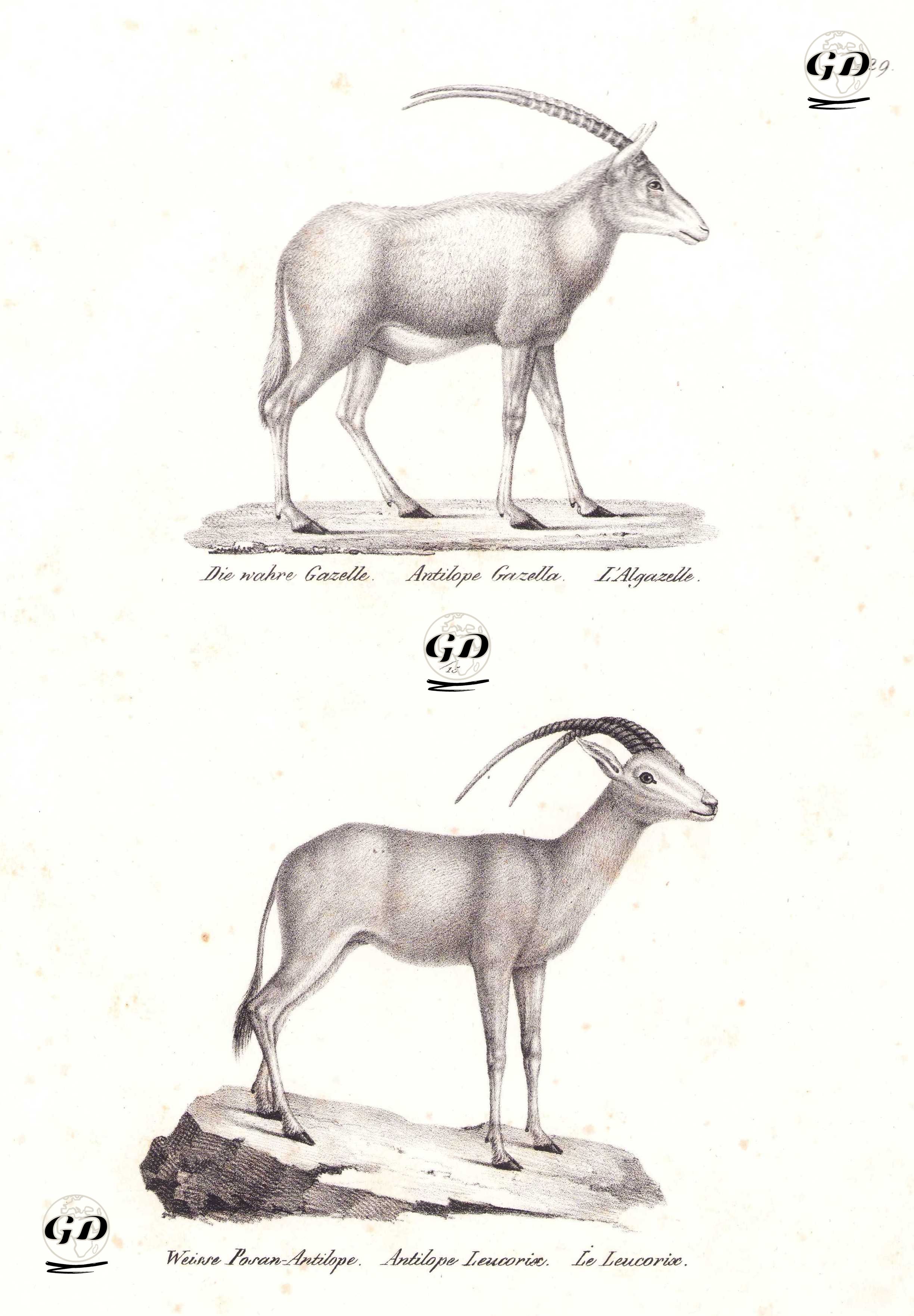 Die Wahre Gazelle, Antilope Gazelle, L'Algazelle (Mountain Gazelle, Gazella Gazella)-Weisse Posan Antilope, Antilope Leucorix, Le Leucorix (Arabian Oryx, Oryx Leucoryx) - Karl Joseph Brodtmann (1787-1862) - 1827