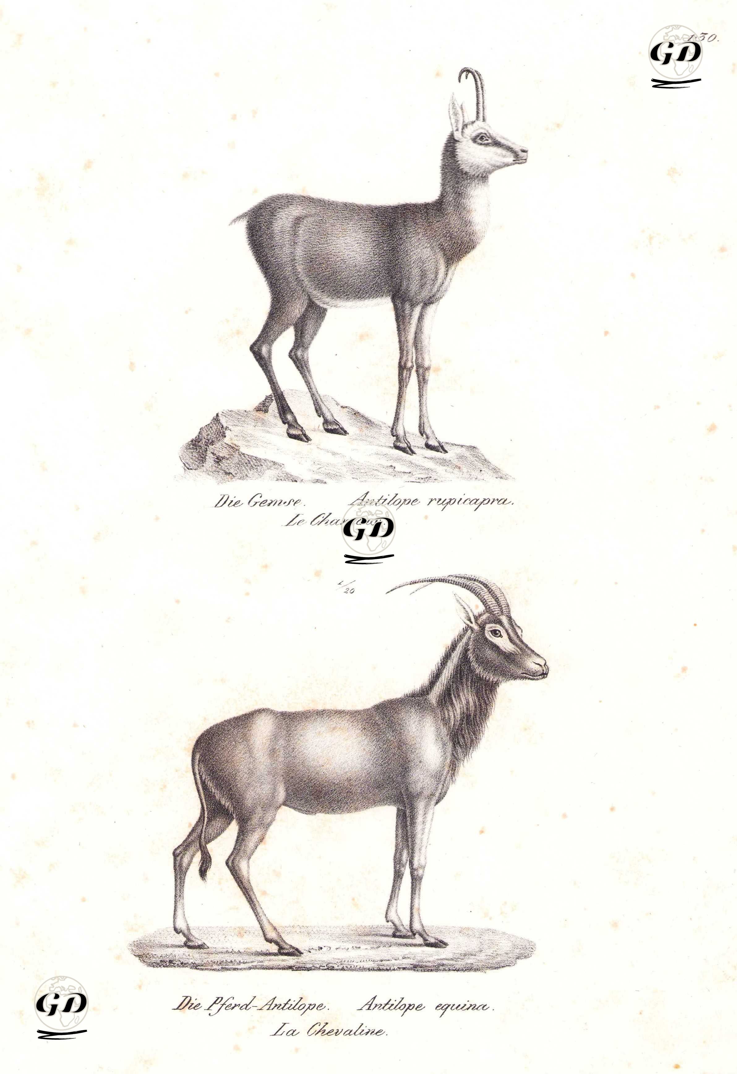 Çengel Boynuzlu Dağ Keçisi (Kırkeçi, Yaban Keçisi, Rupicapra Rupicapra), Roan Antilobu (Büyük Afrika Antilobu, Demirkır Antilobu, Hippotragus Equinus) - Karl Joseph Brodtmann (1787-1862) - 1827