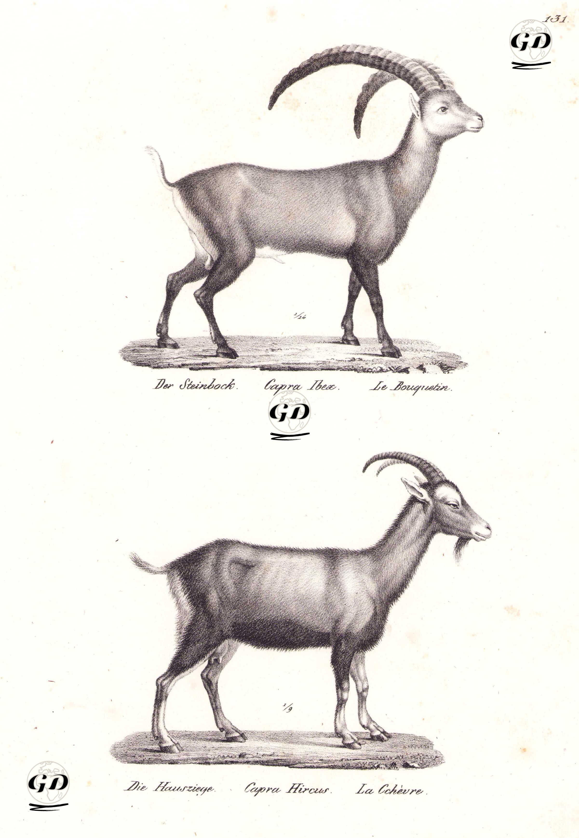 Alp Dağ Keçisi (Capra ibex), Evcil Keçi (Capra Hircus) - Karl Joseph Brodtmann (1787-1862) - 1827
