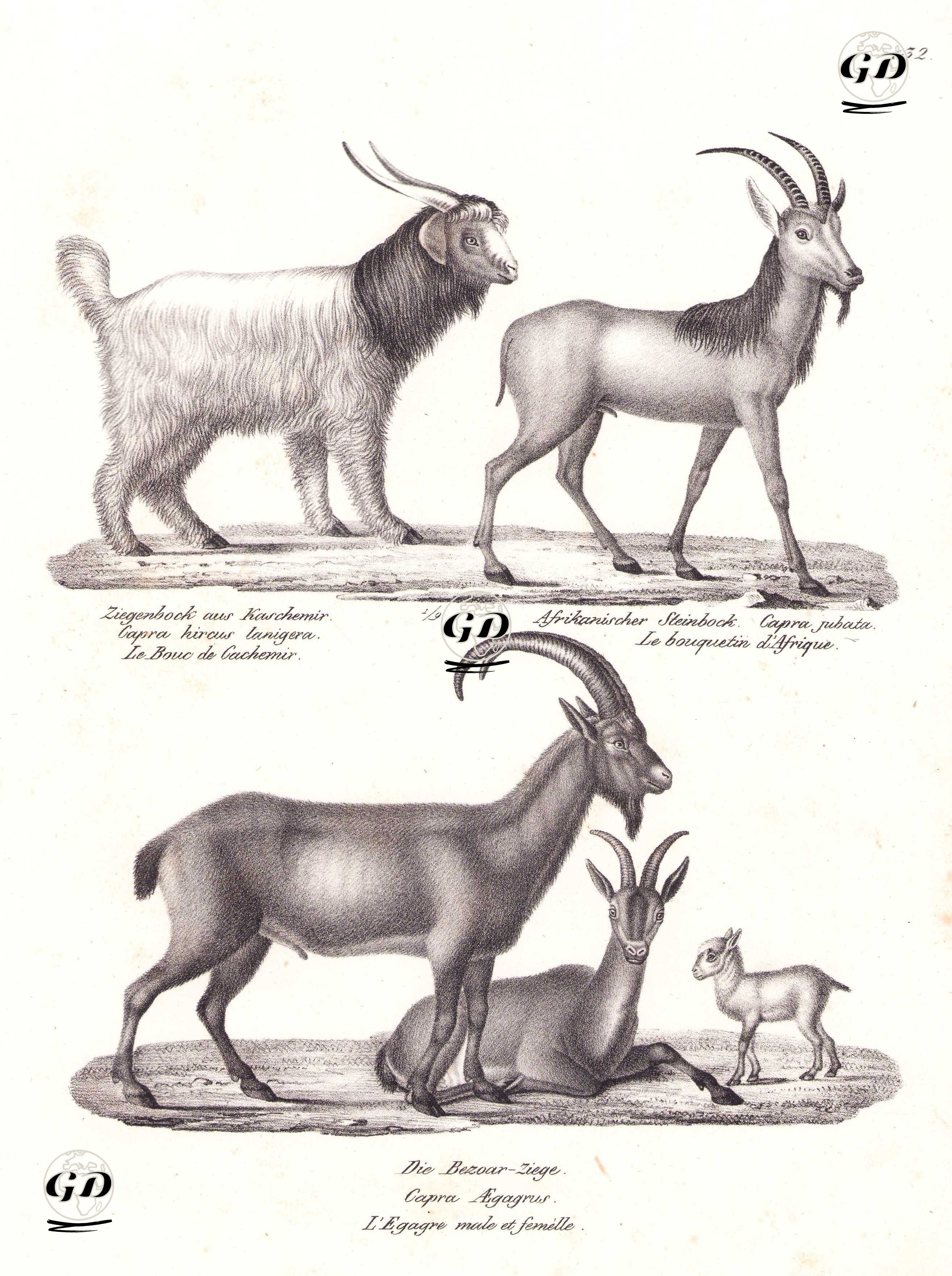 Kaşmir Keçisi (Capra Hircus Lanigera), Walia Dağ Keçisi (Capra Walie), Yaban Keçisi (Erkek ve Dişi) (Yabani Keçi, Capra Aegagrus) - Karl Joseph Brodtmann (1787-1862) - 1827