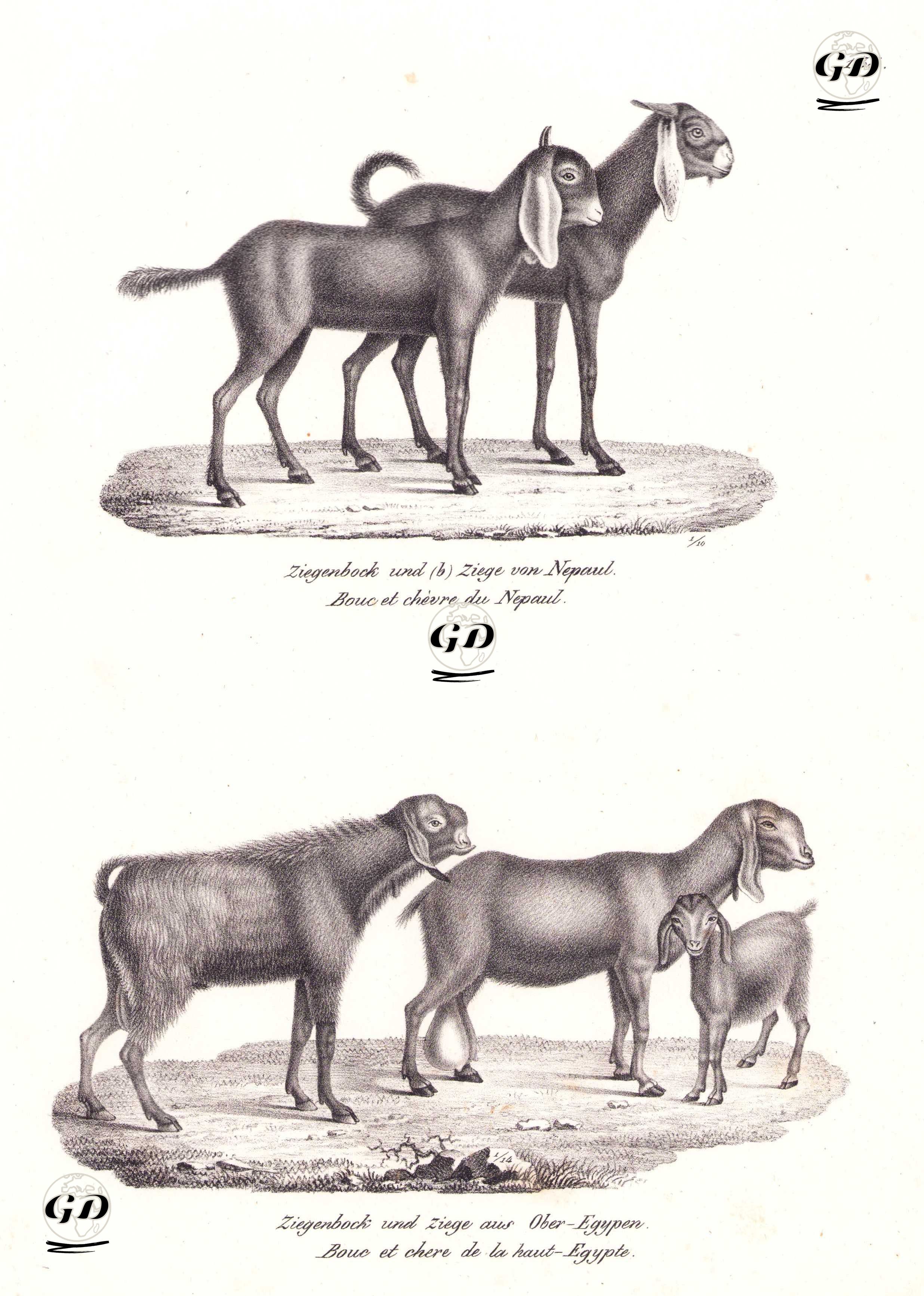 Nepal Keçisi (Capra Hircus Nepalensis), Mısır Keçisi (Capra Nubiana) - Karl Joseph Brodtmann (1787-1862) - 1827