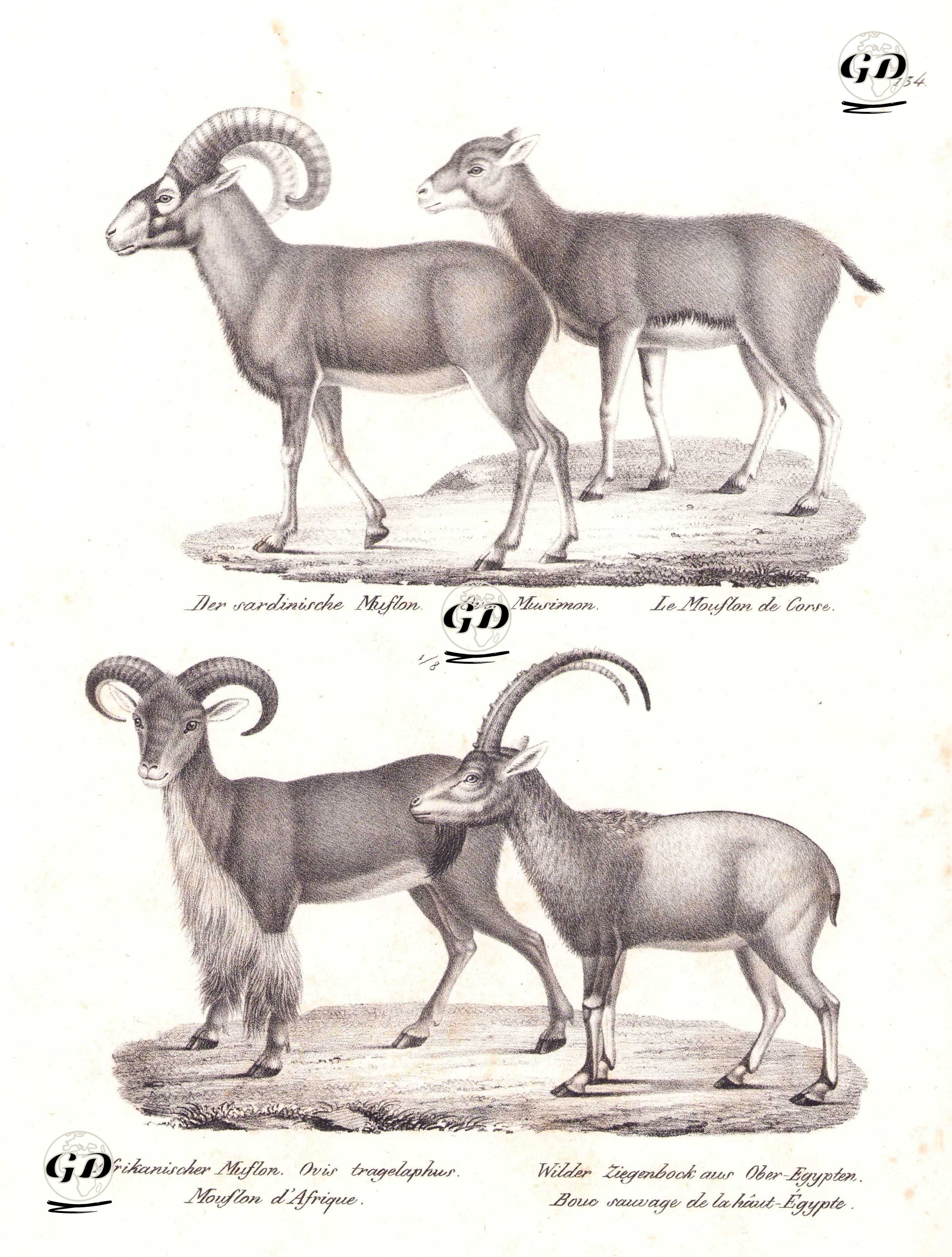 Der Sardinische Muflon, Ovis Musimon, Le Mouflon de Corse (Asian Mouflon, Ovis Gmelinii)- Afrikanischer Muflon, Ovis Tragelaphus, Mouflon d'Afrique (Barbary Sheep, Aoudad, Ammotragus lervia)-Wilder Ziegenbock aus Ober Egypten, Bouc Sawuage de la Haut Egypte (Wild Goat of Upper Egypt) - Karl Joseph Brodtmann (1787-1862) - 1827
