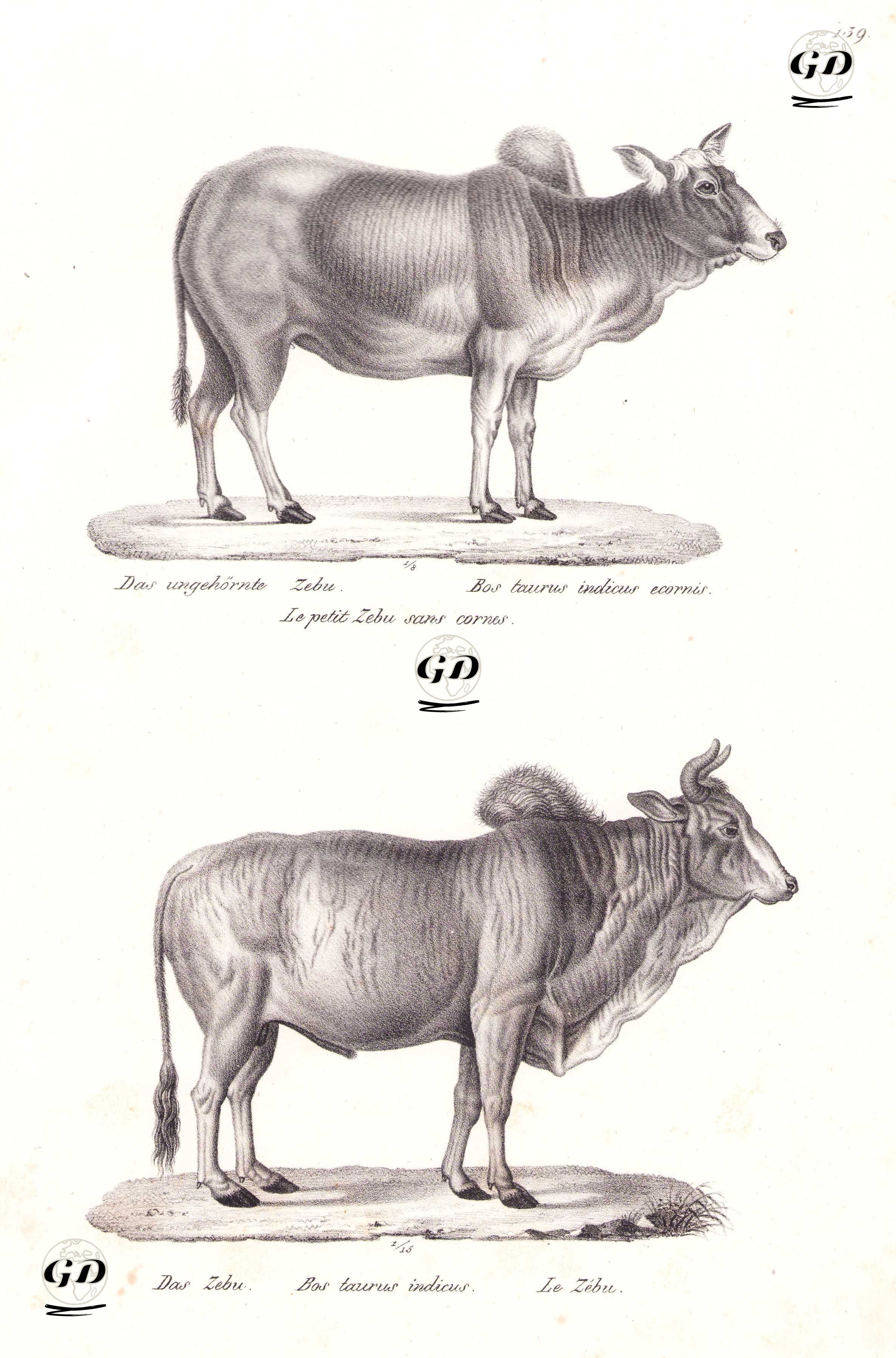 Das Ungehörnte Zebu, Bos Taurus Indicus Ecornis, Le Petit Zebu Sans Cornes (Zebu, Domestic Cattle, Bos Taurus)-Das Zebu, Bos Taurus Indicus, Le Zebu (Nelore) - Karl Joseph Brodtmann (1787-1862) - 1827