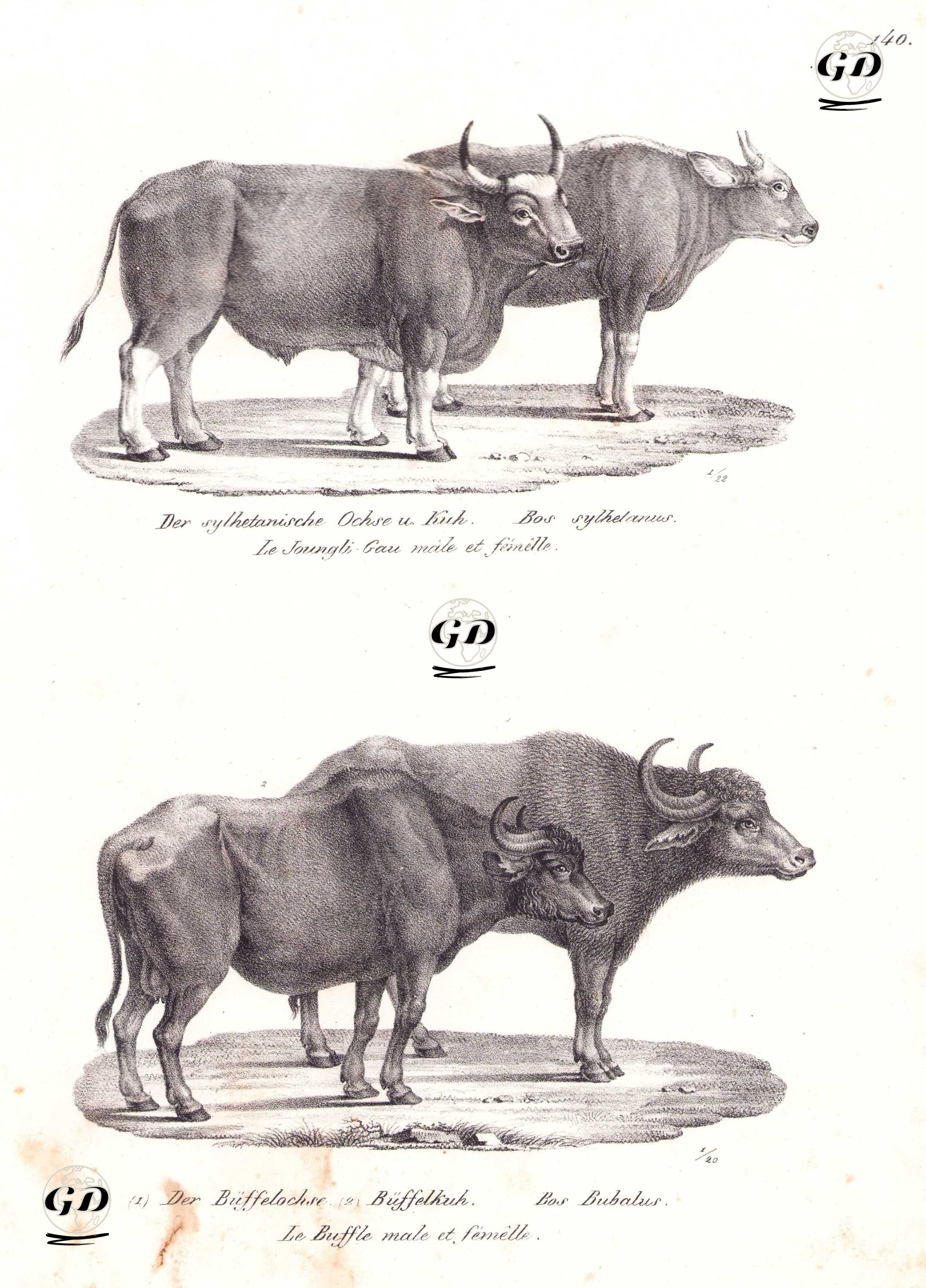 Gaur (Yaban Öküzü, Bos Gaurus), Asya Mandası (Bubalus Bubalis) - Karl Joseph Brodtmann (1787-1862) - 1827
