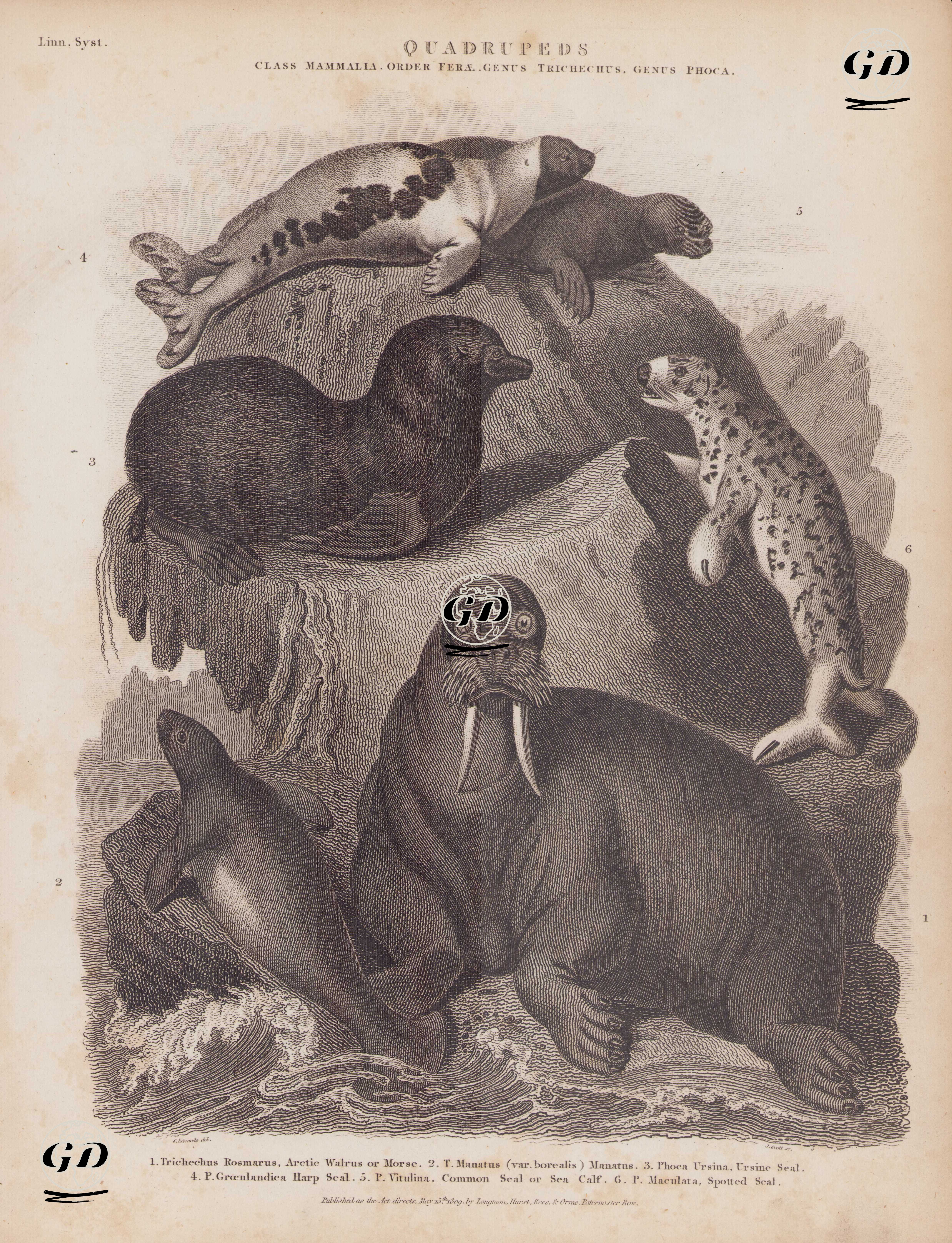 Quadrupeds, Class Mamalia, Order Ferae, Genus Trichechus, Genus Phoca 1. Trichechus Rosmarus, Arctic Walrus or Morse (Odobenus Rosmarus) 2. T.Manatus (Var. Borealis) Manatus (West Indian Manatee) 3. Phoca Ursina, Ursine Seal (Northern Fur Seal, Callorhinus ursinus) 4. P.Groenlandica, Harp Seal 5. P.Vitulina, Common Seal or Sea Calf 6. P. Maculata, Spotted Seal (Phoca Largha) - Sydenham Edwards (1768-1819) - 1809