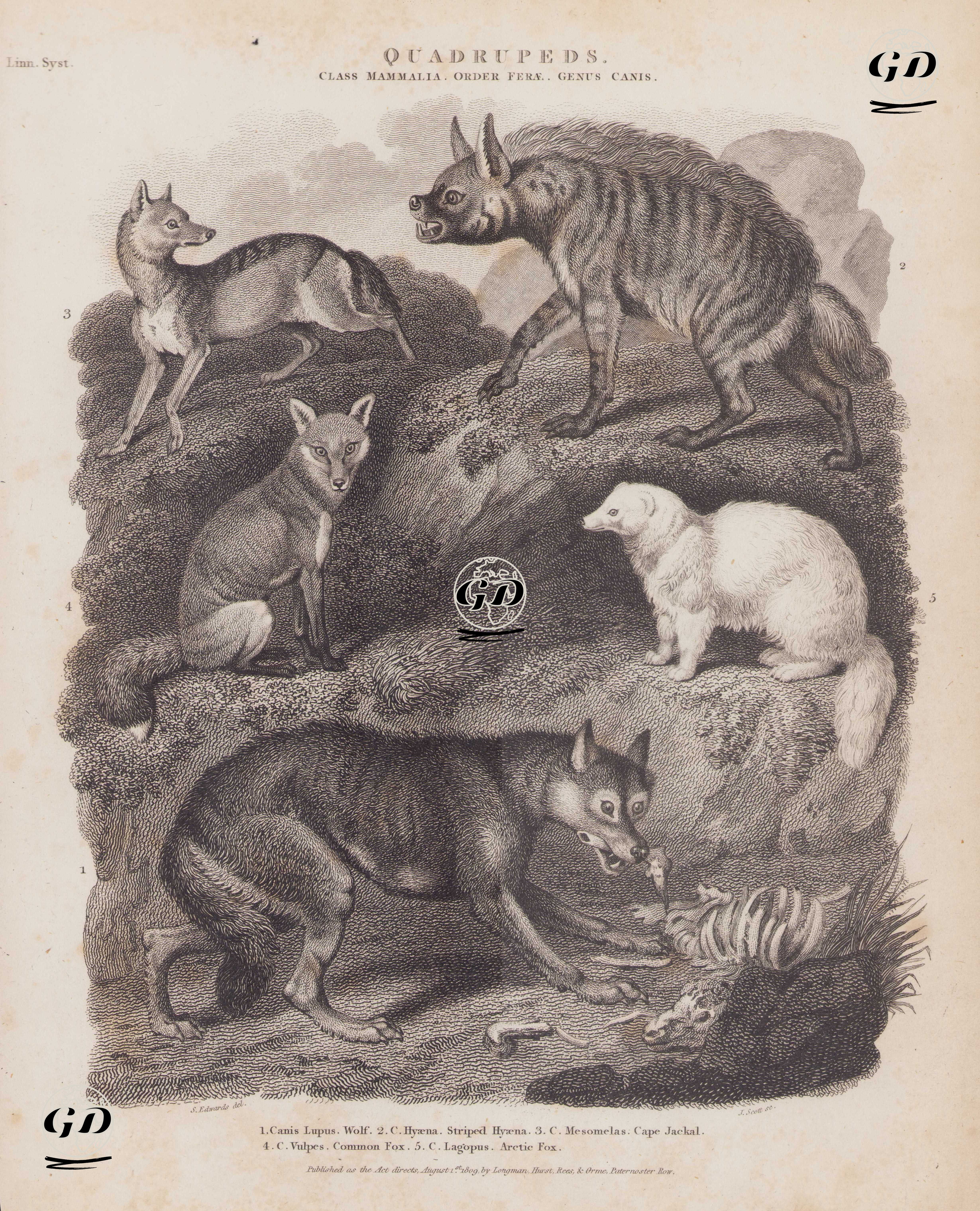 Dört Ayaklılar, Memeliler Sınıfı, Ferae Takımı, Canis (Köpekgiller) Cinsi- 1.Kurt (Canis Lupus) 2.Çizgili Sırtlan (Andık, Hyaena Hyaena) 3.Kara Sırtlı Çakal (Lupulella Mesomelas) 4.Kızıl Tilki (Vulpes Vulpes) 5.Kutup Tilkisi (Beyaz Tilki, Kar Tilkisi, Vulpes Lagopus) - Sydenham Edwards (1768-1819) - 1809