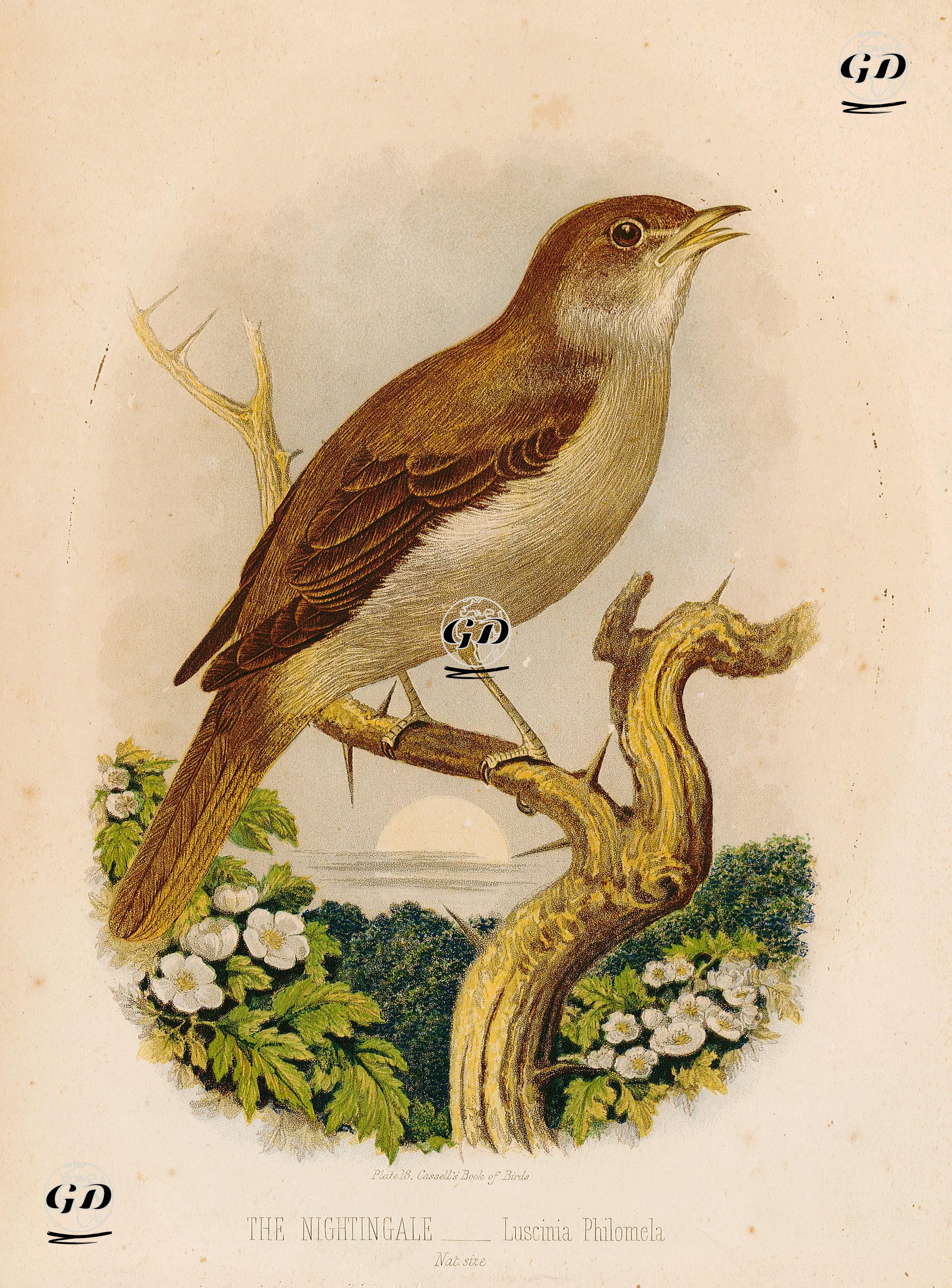 Bülbül -  - 1875