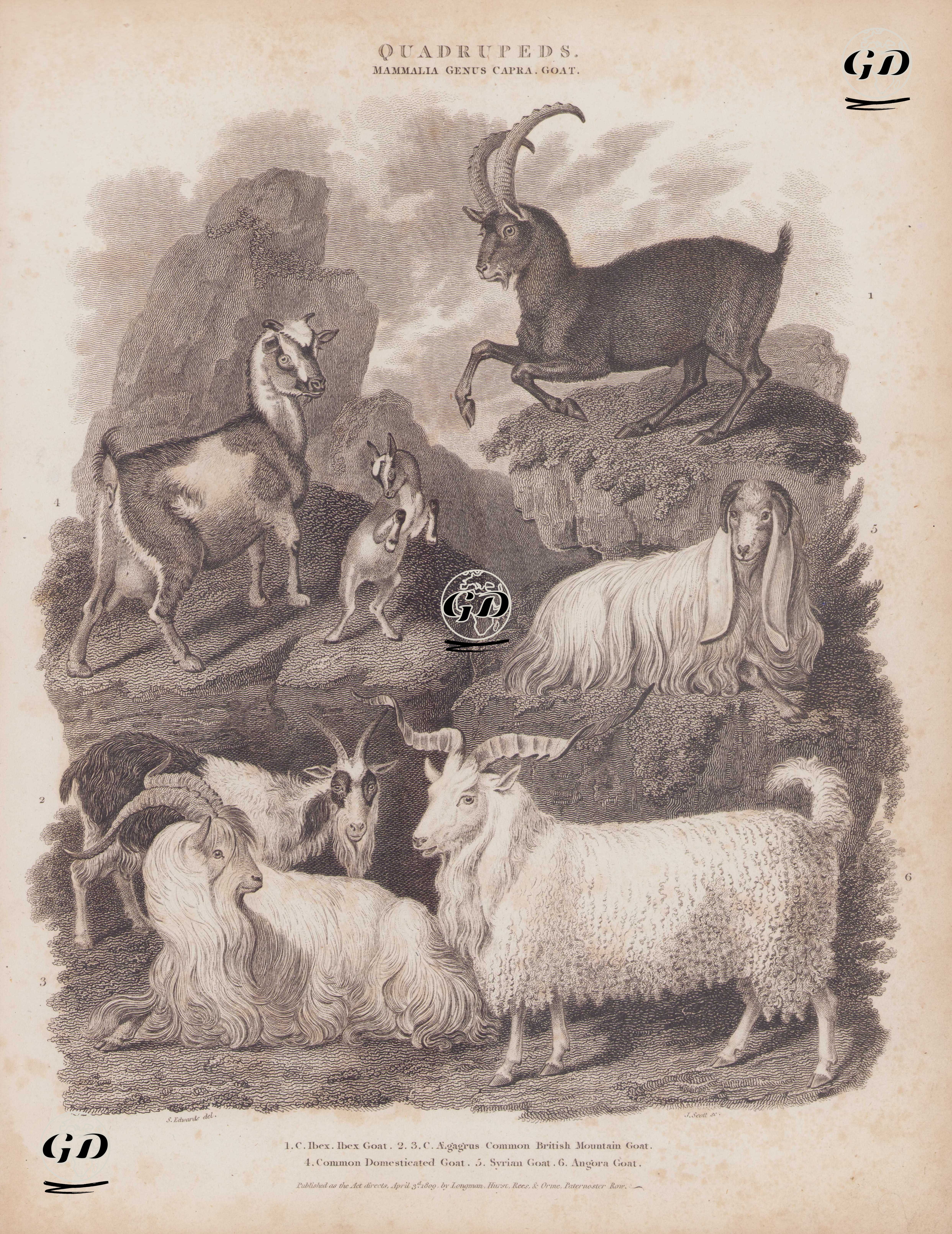 Dört Ayaklılar, Memeliler Sınıfı, Capra (Keçi) Cinsi- 1.Alp Dağ Keçisi (Capra ibex) 2. ve 3.Yabani Keçi (Yaban Keçisi, Capra Aegagrus) 4.Evcil Keçi 5.Damaskus Keçisi (Halep Keçisi, Şam Keçisi, Suriye Keçisi) 6.Ankara Keçisi - Sydenham Edwards (1768-1819) - 1809