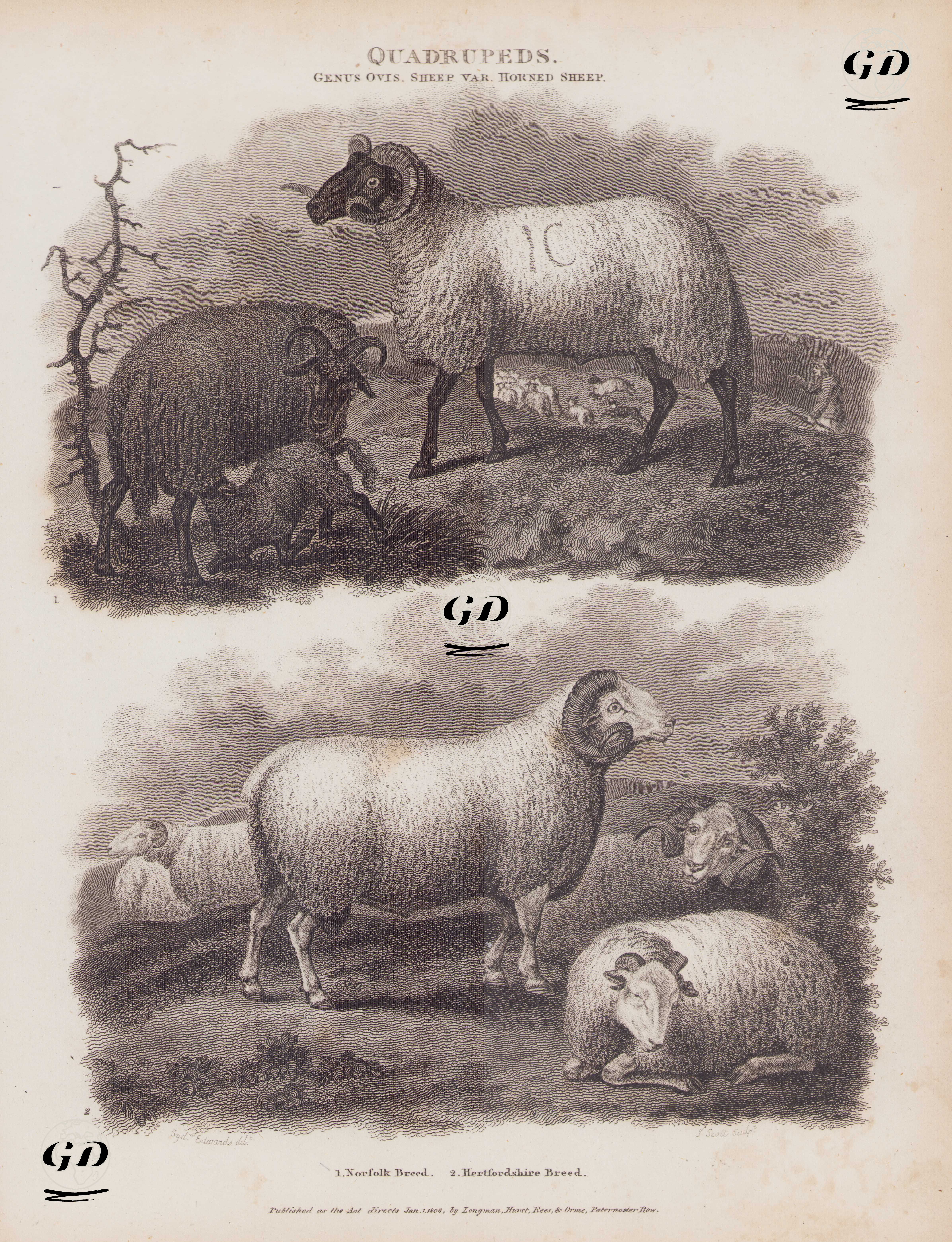 Dört Ayaklılar, Ovis Cinsi, Koyun Türleri, Boynuzlu Koyun- 1.Norfolk Horn (Boynuzlu) Koyunu 2.Hertfordshire Koyunu  - Sydenham Edwards (1768-1819) - 1808
