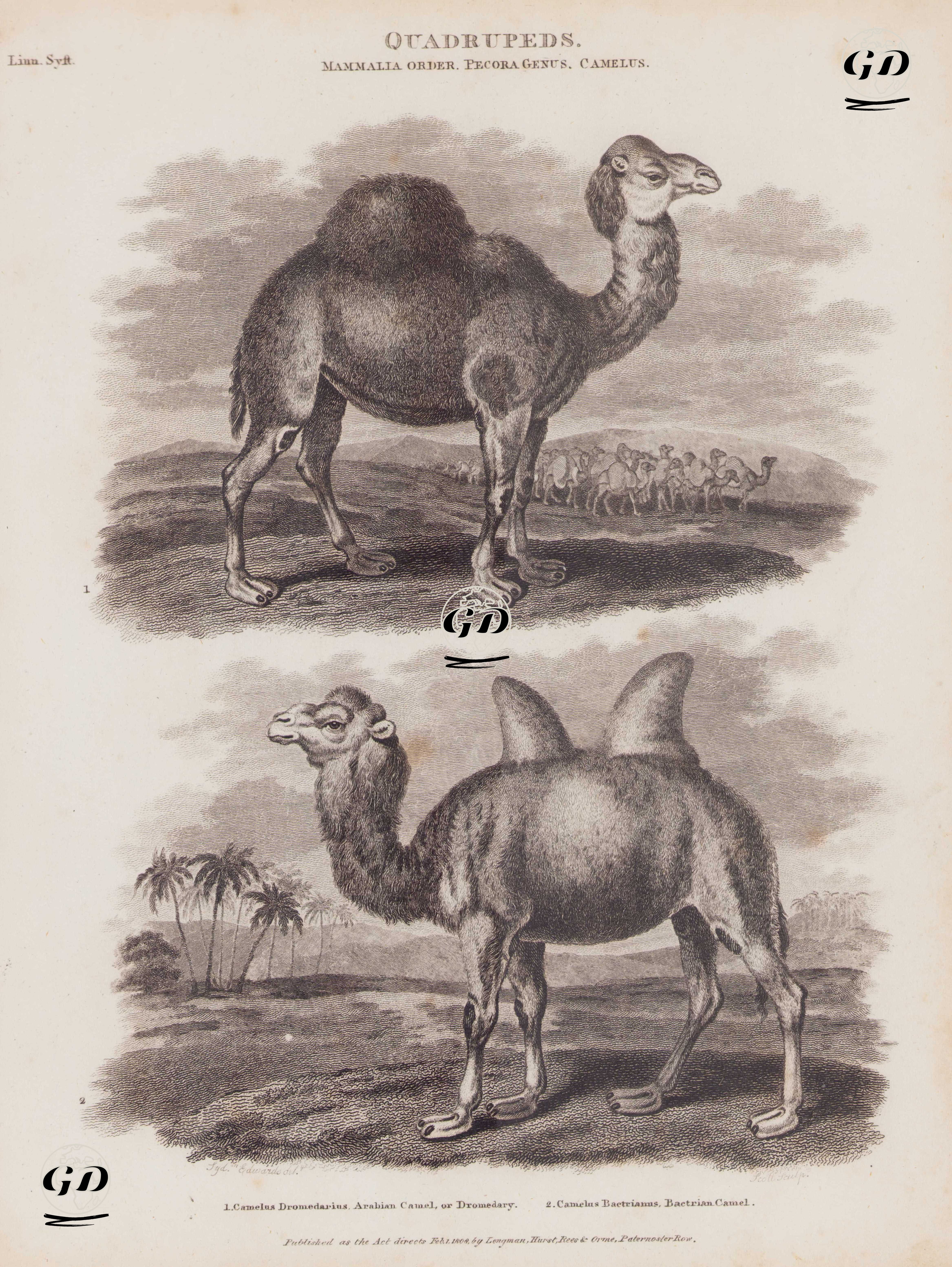 Quadrupeds, Mammalia Order, Pecora Genus, Camelus 1. Camelus Dromedarius, Arabian Camel, or Dromedary 2. Camelus Bactrianus, Bactrian Camel - Sydenham Edwards (1768-1819) - 1808