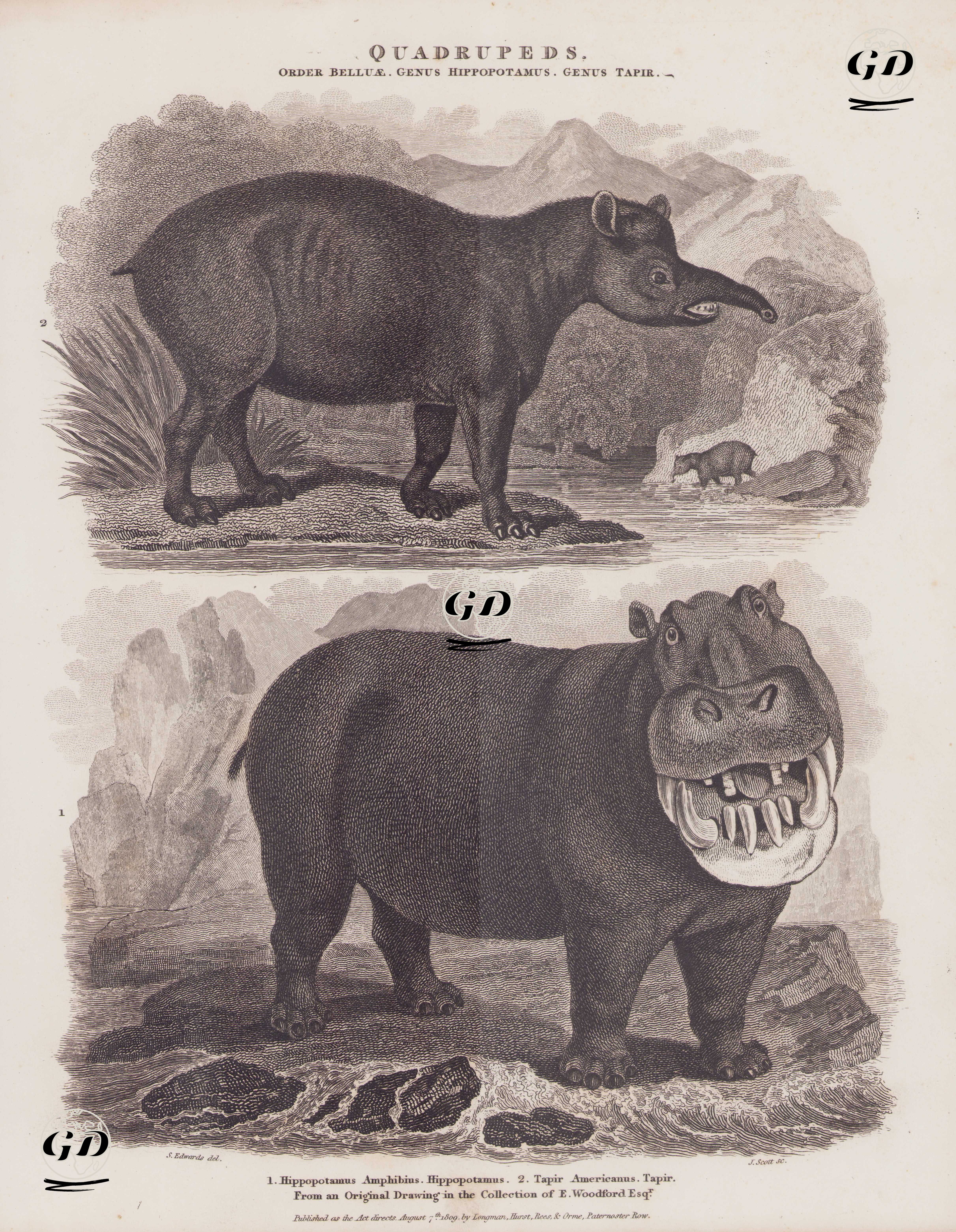 Quadrupeds, Order Belluae, Genus Hippopotamus, Genus Tapir 1. Hippopotamus Amphibius, Hippopotamus 2. Tapir Americanus, Tapir (Lowland Tapir, Tapirus Terrestris) - Sydenham Edwards (1768-1819) - 1809