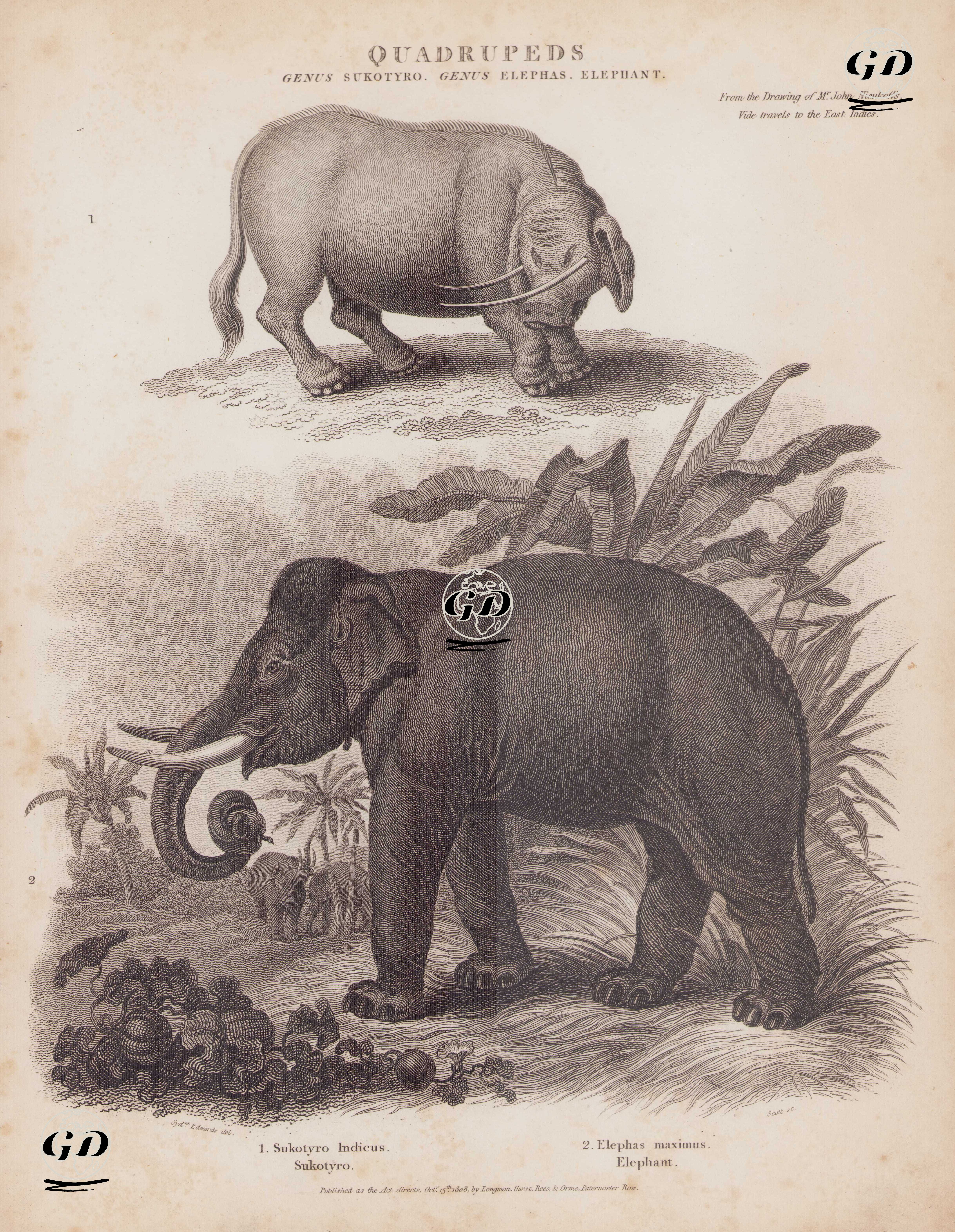 Quadrupeds, Genus Sukotyro, Genus Elephas, Elephant (From Drawing of Mr. John Nieukoffs, Vide Travels to the East Indies) 1. Sukotyro indicus, Sukotyro (Moluccan Babirusa, Babyrousa Babyrussa) 2. Elephas Maximus, Elephant (Asian Elephant, Indian Elephant) - Sydenham Edwards (1768-1819) - 1808