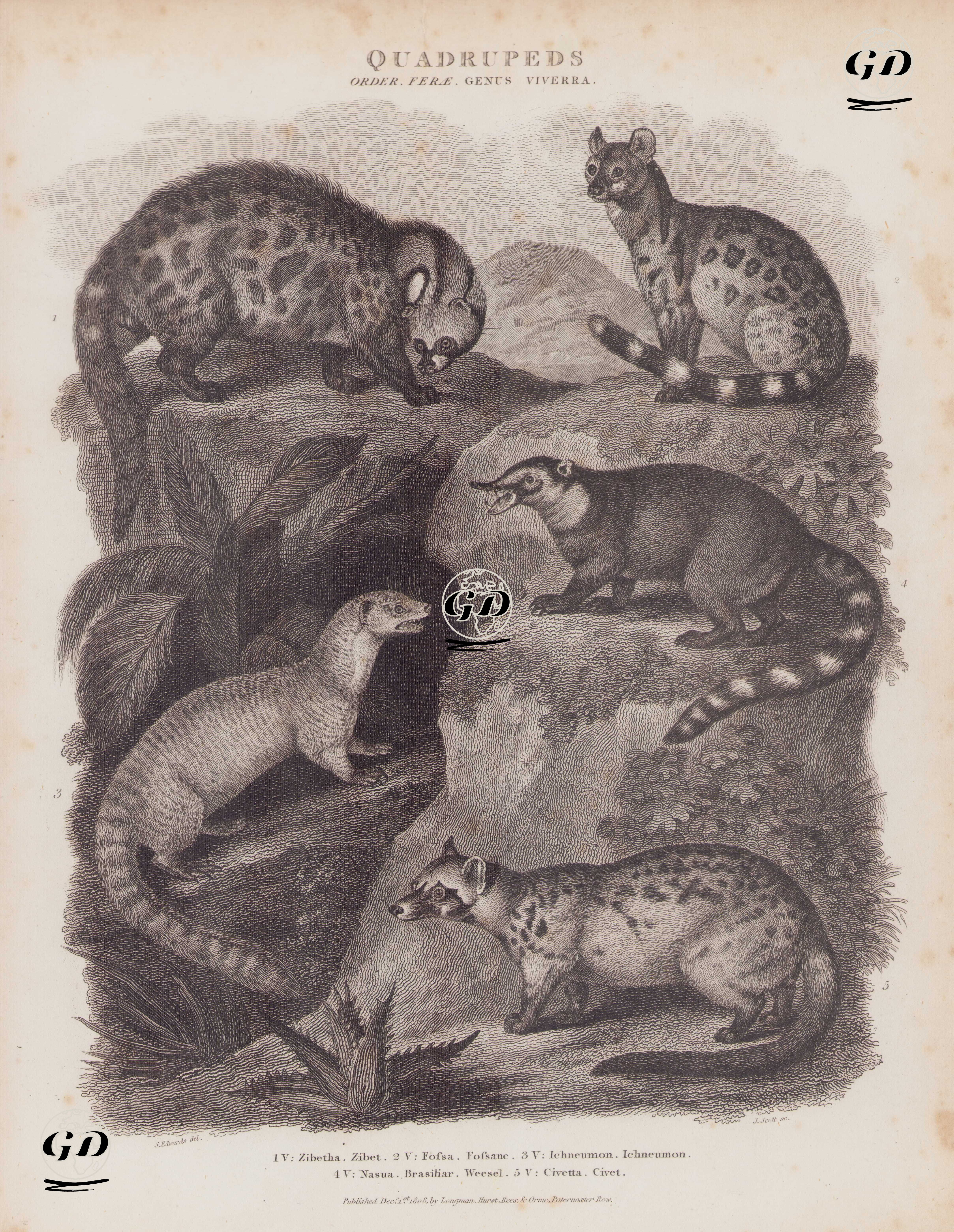 Quadrupeds, Order Ferae, Genus Viverra. 1. V: Zibetha, Zibet (Large Indian Civet, Viverra Zibetha) 2. V: Fossa, Fossane (Striped Fanaloka, Malagasy Civet, Fossa Fossana) 3. V: Ichneumon, Ichneumon(Egyptian Mongoose, Herpestes ichneumon), 4. V: Nasua Brasiliar, Weesel (Weasel) 5. V: Civetta, Civet (African Civet, Civettictis civetta) - Sydenham Edwards (1768-1819) - 1808